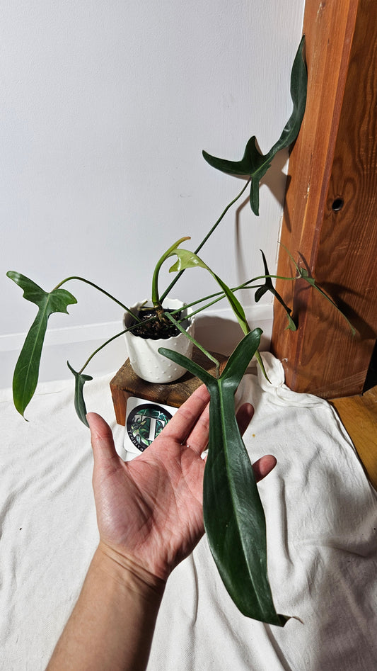 Philodendron Longilobatum (PHI-376)