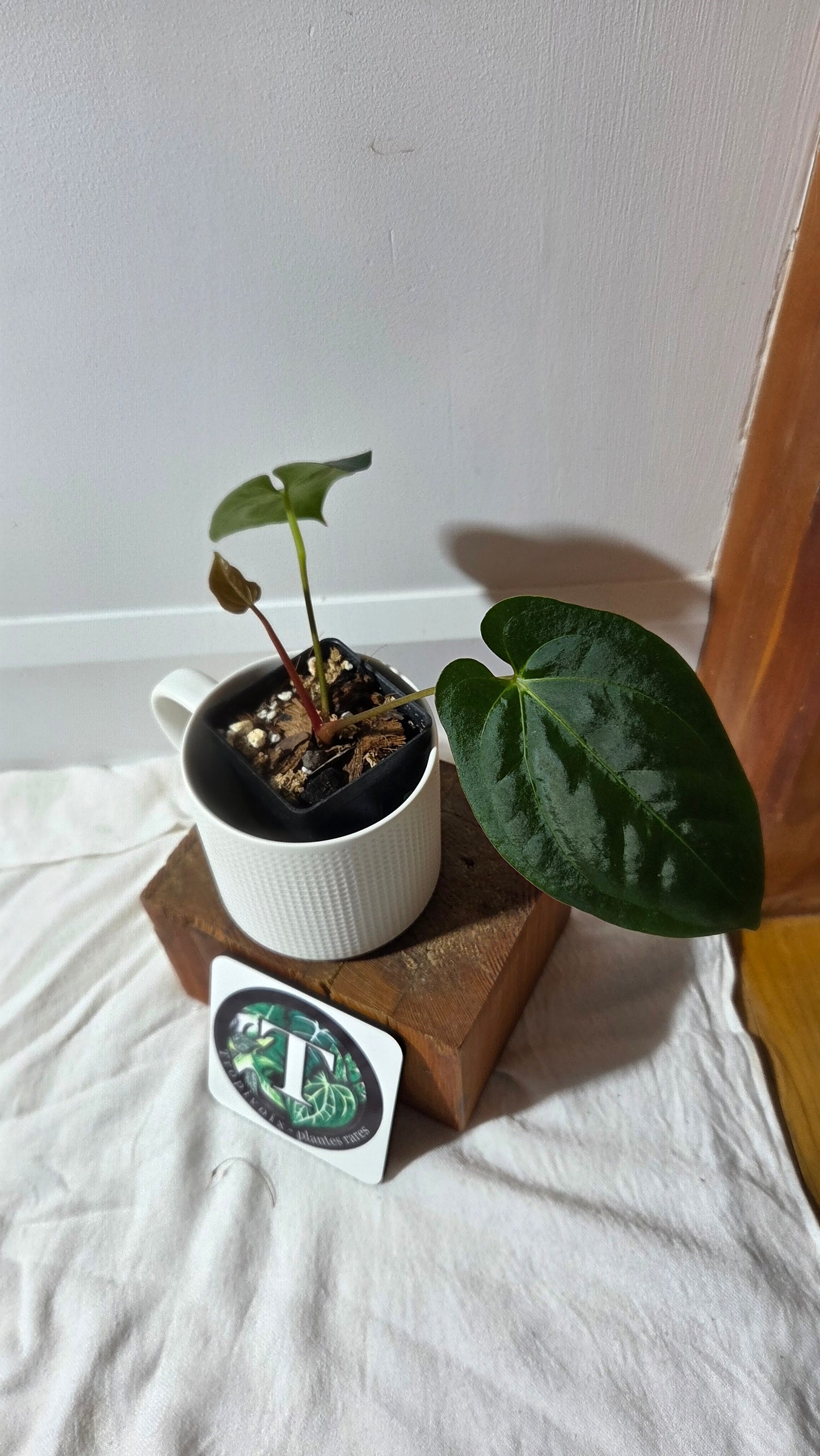 Anthurium Goliath X Papillilaminum "format MOYEN" (ANT-659)