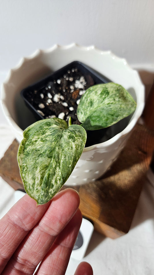 Scindapsus Silver Cloud variegata (SCI-1026)