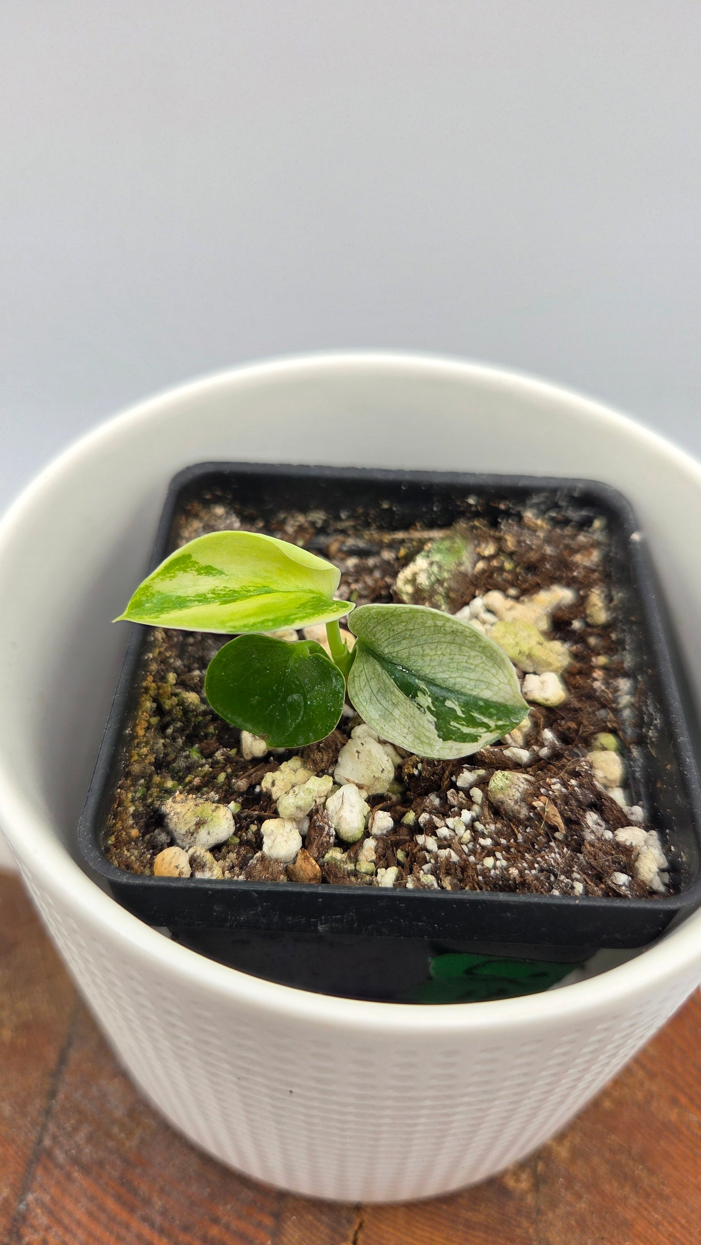 Scindapsus Moonlight Mint (SCI-873)
