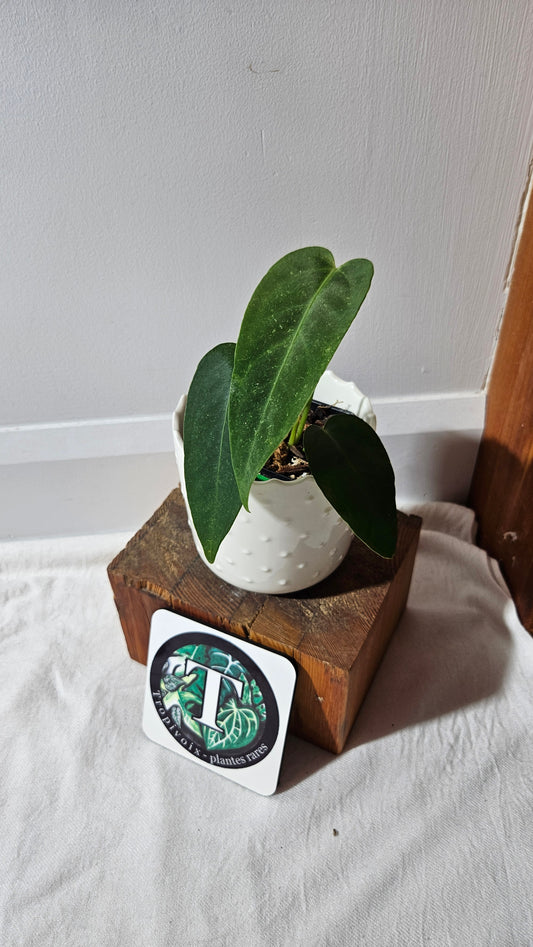Anthurium Cirinoi aff Black Velvet "format MOYEN"(ANT-433)