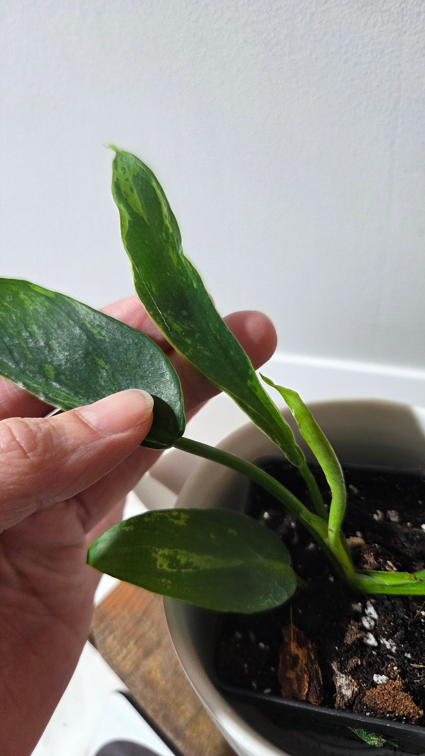 Philodendron Lime fiddle/ Minarum (PHI-976)