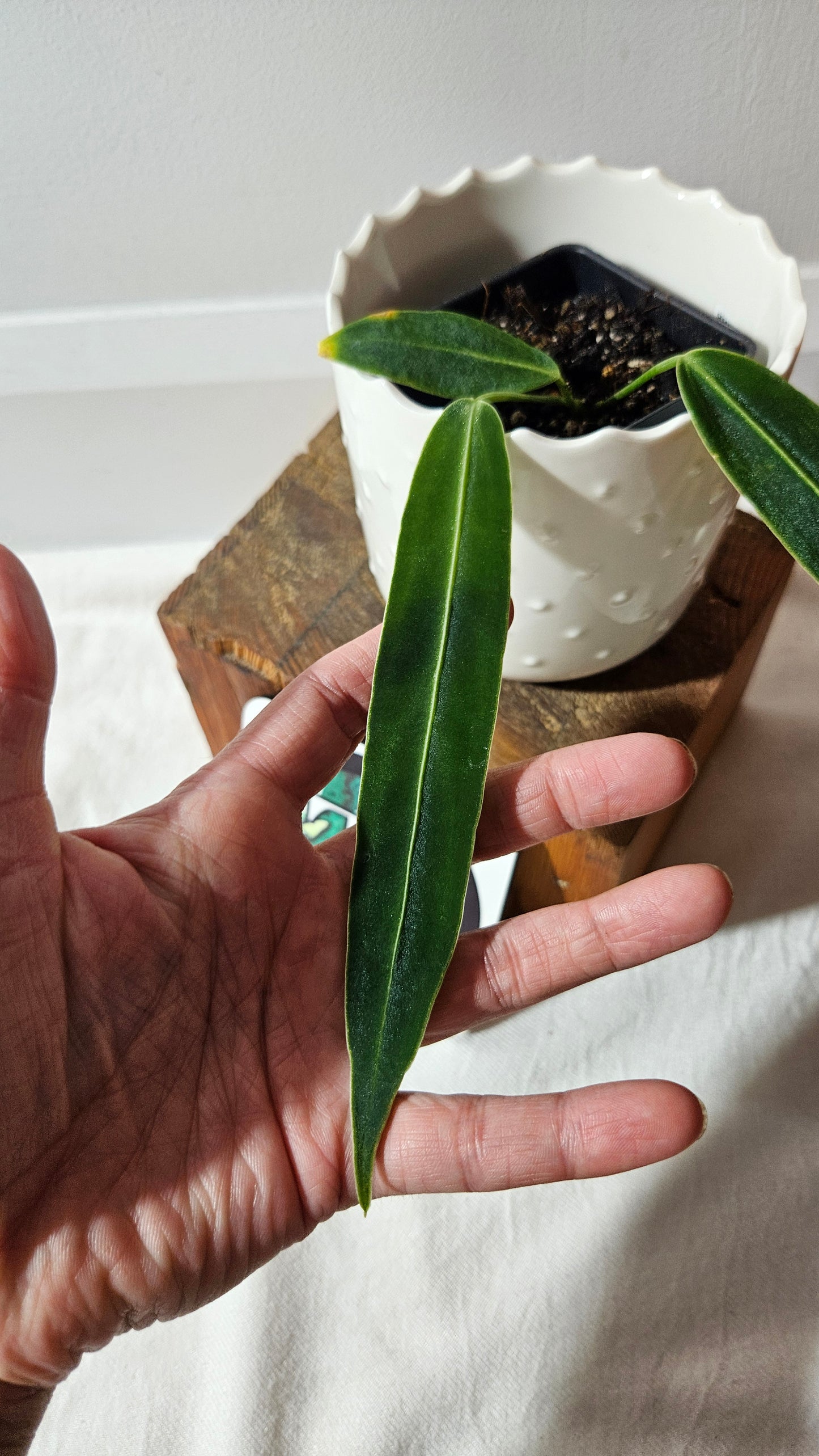 Anthurium Warocqueanum  "format PETIT"(ANT-437)