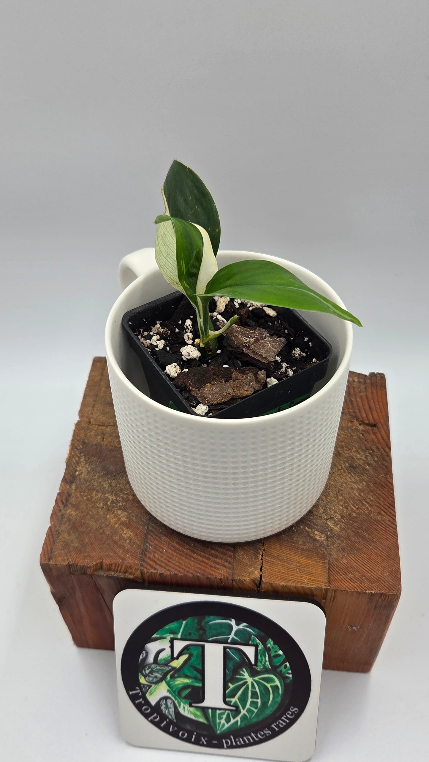 Scindapsus Treubii Dark Form albo (SCI-1264)
