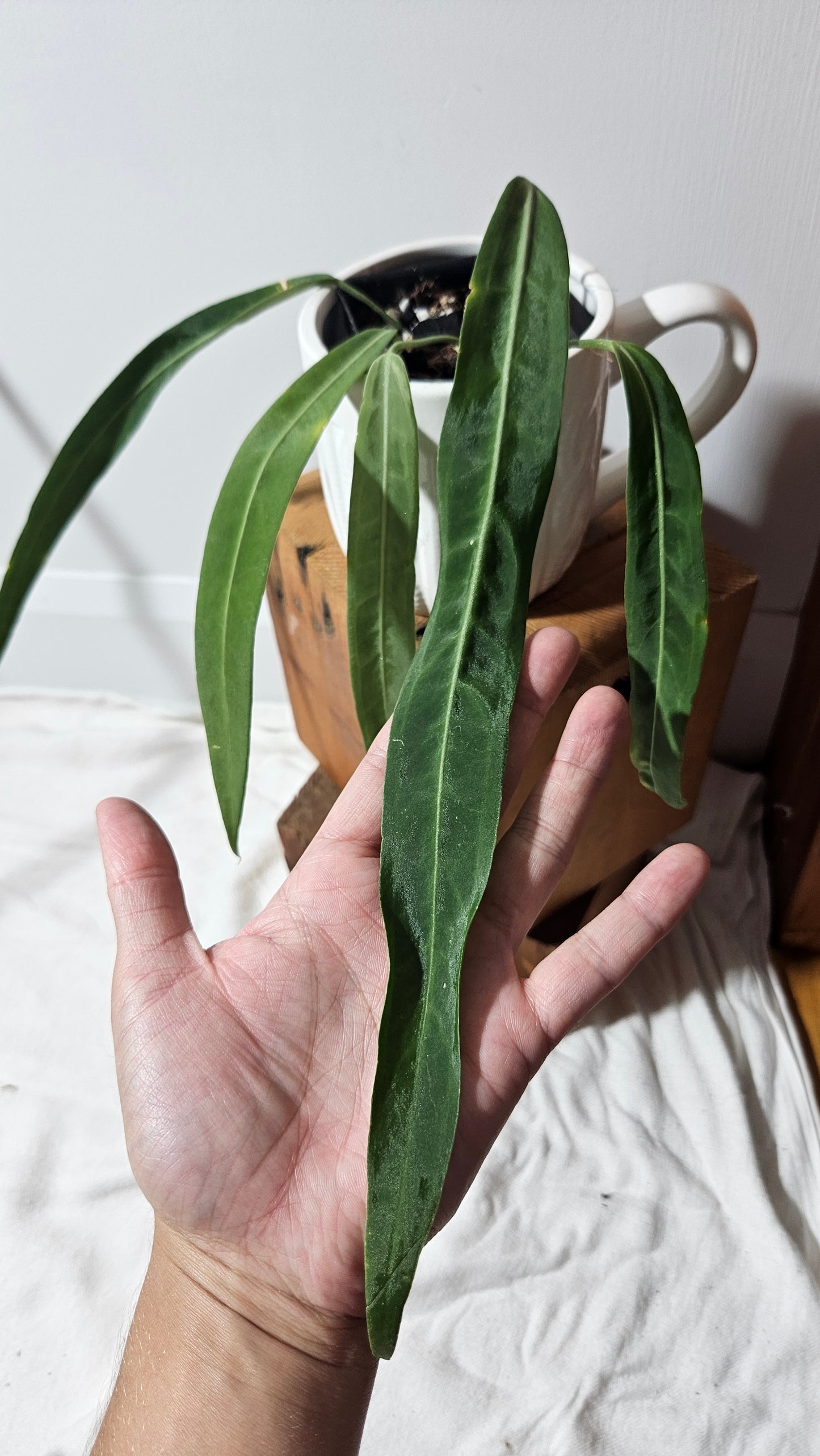 Anthurium Pallidiflorum Narrow "format LARGE"(ANT-164)