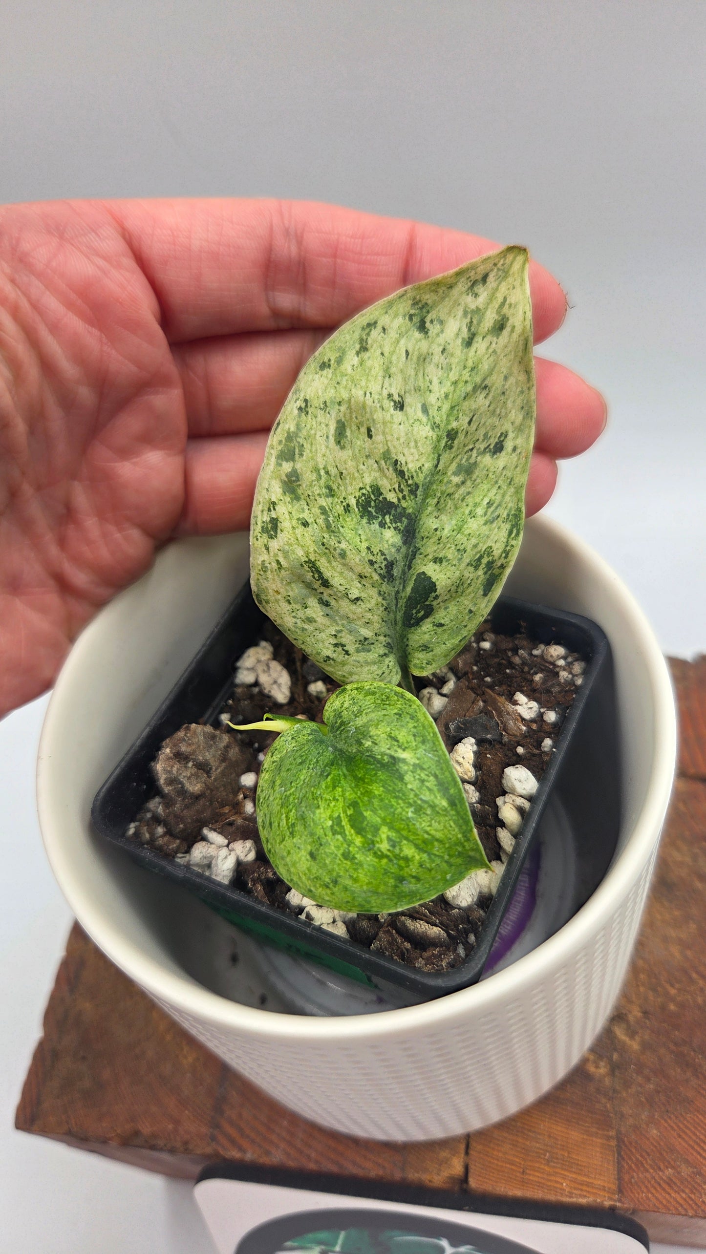 Scindapsus Keraton (SCI-1085)