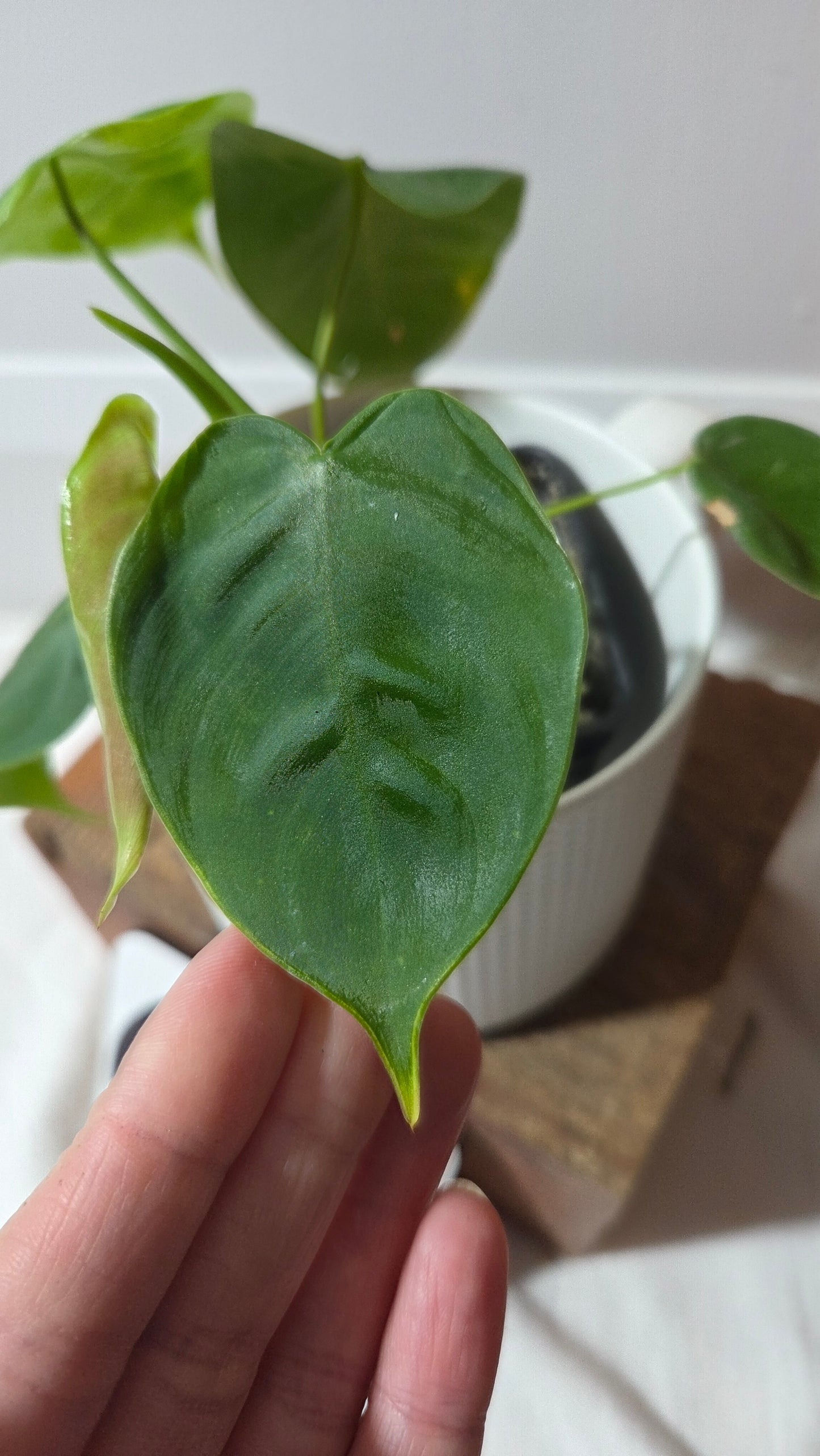 Philodendron Sharoniae (PHI-983)
