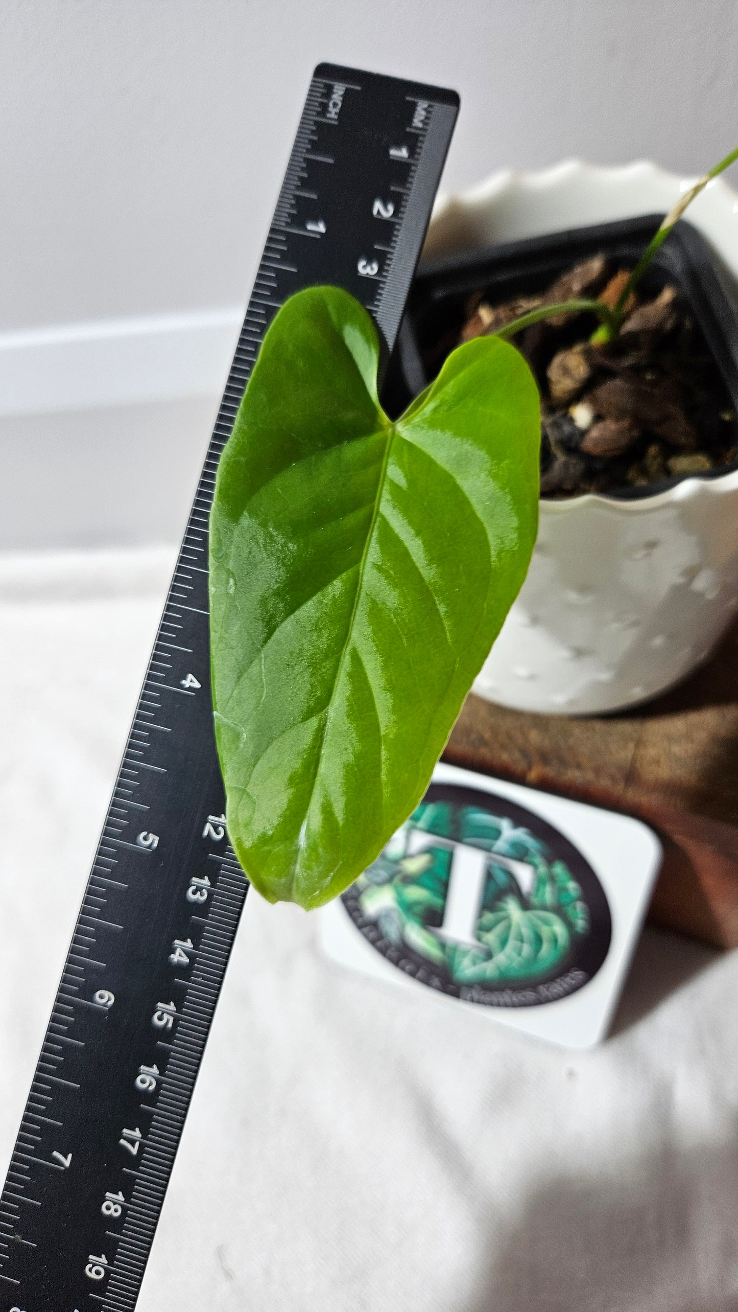 Anthurium Balaoanum "format PETIT" (ANT-555)