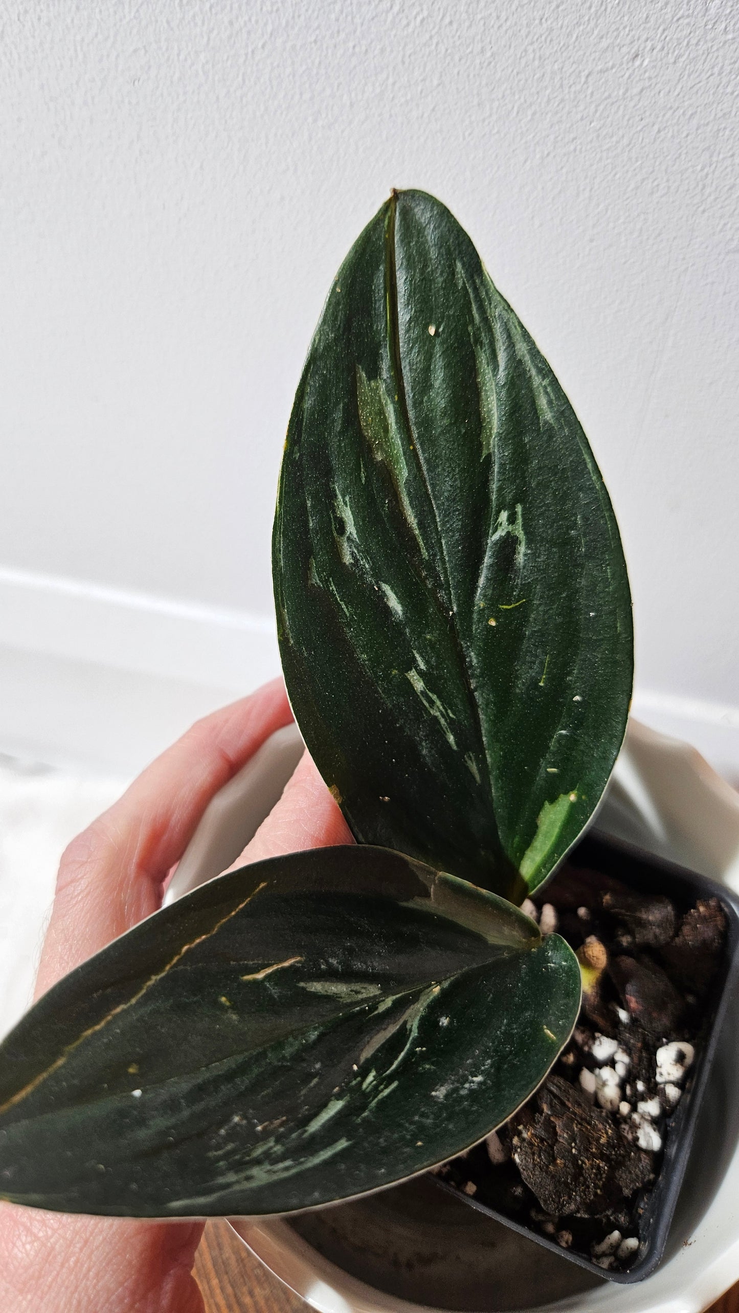 Scindapsus Treubii Dark Form silver (SCI-1013)