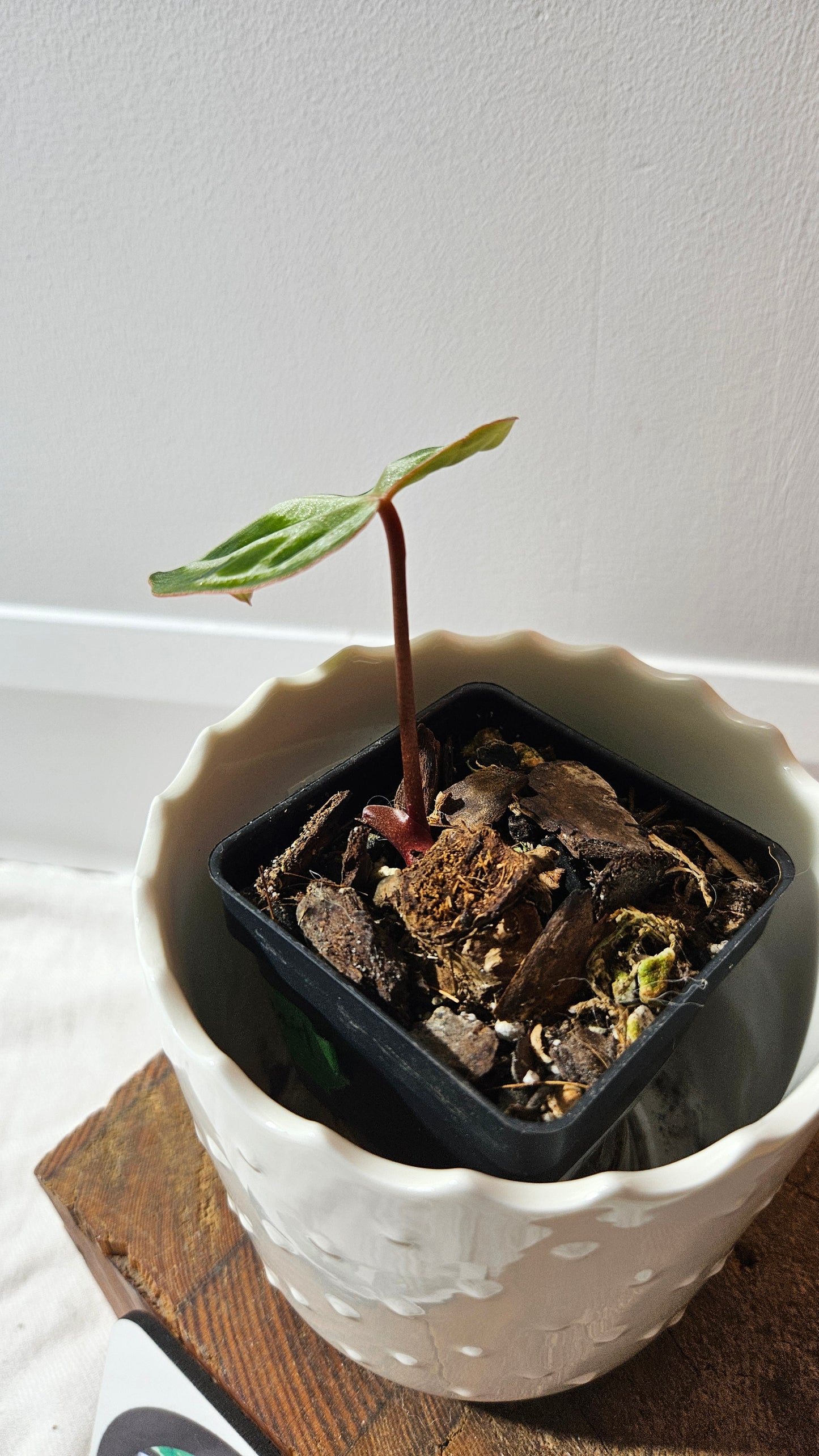 Anthurium Domino Hybrid "format PETIT" (ANT-622)