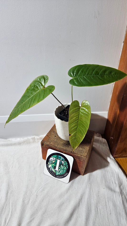 Anthurium Tremulum "format MOYEN" (ANT-481)
