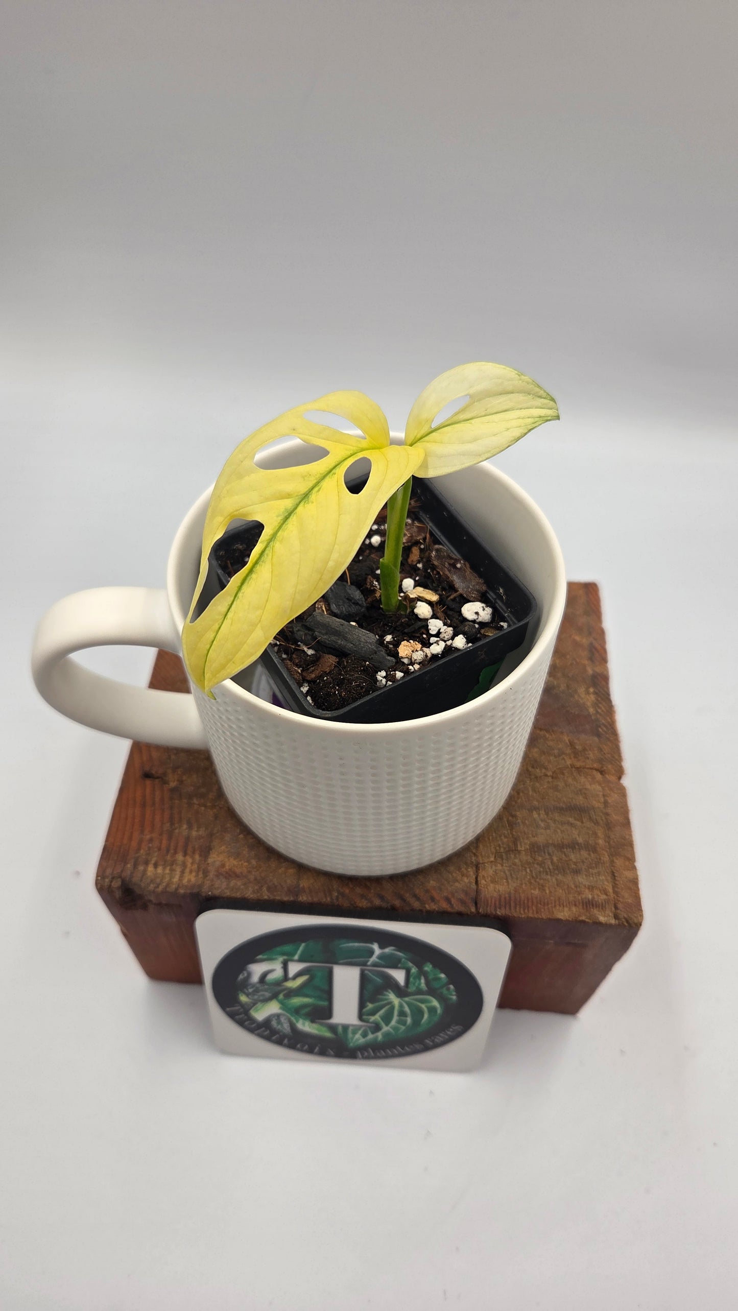 Monstera Andasonii Archipelago Ghost (MON-564)