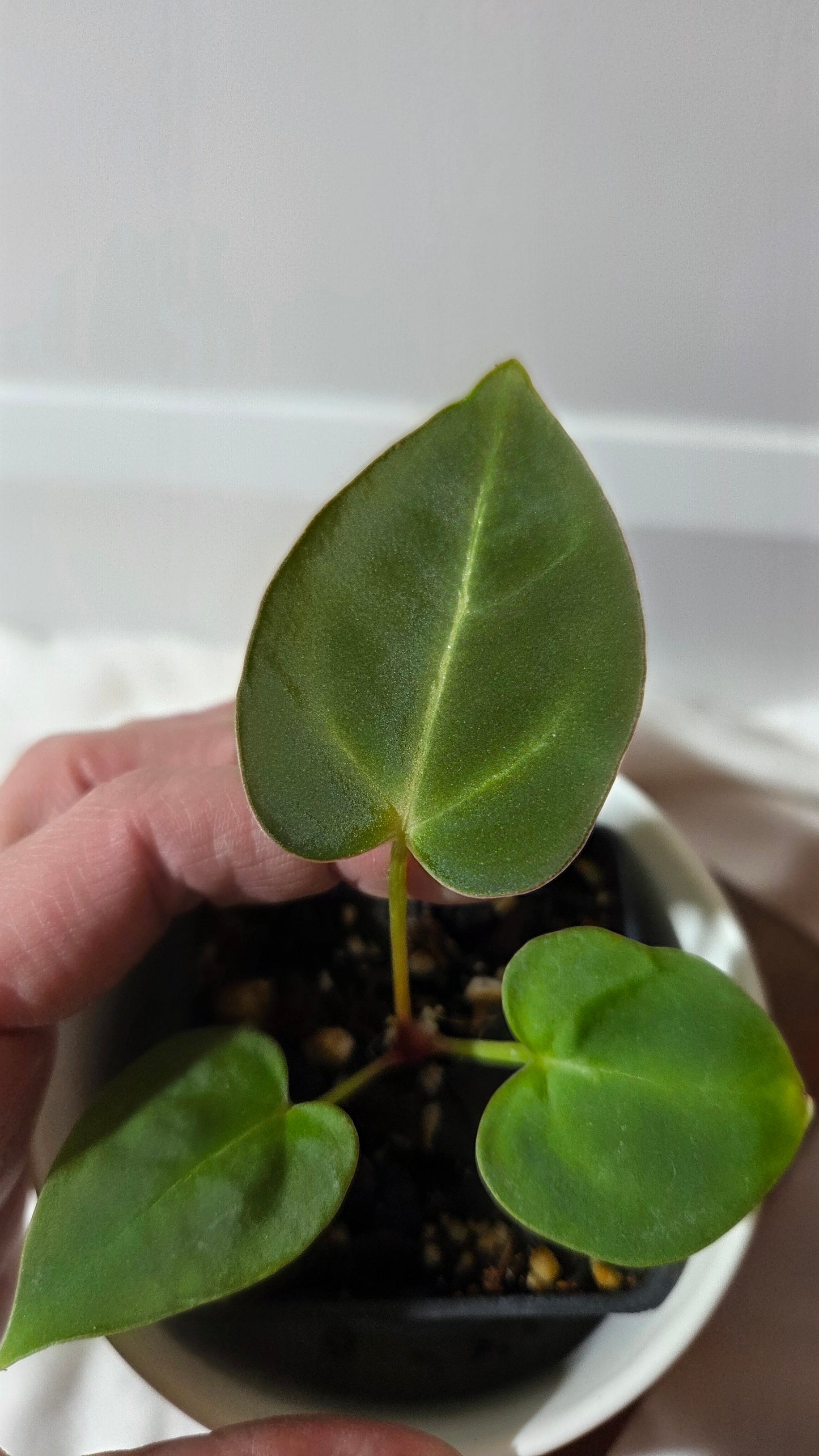 (Anthurium Hoffmanii "format PETIT" (ANT-654)