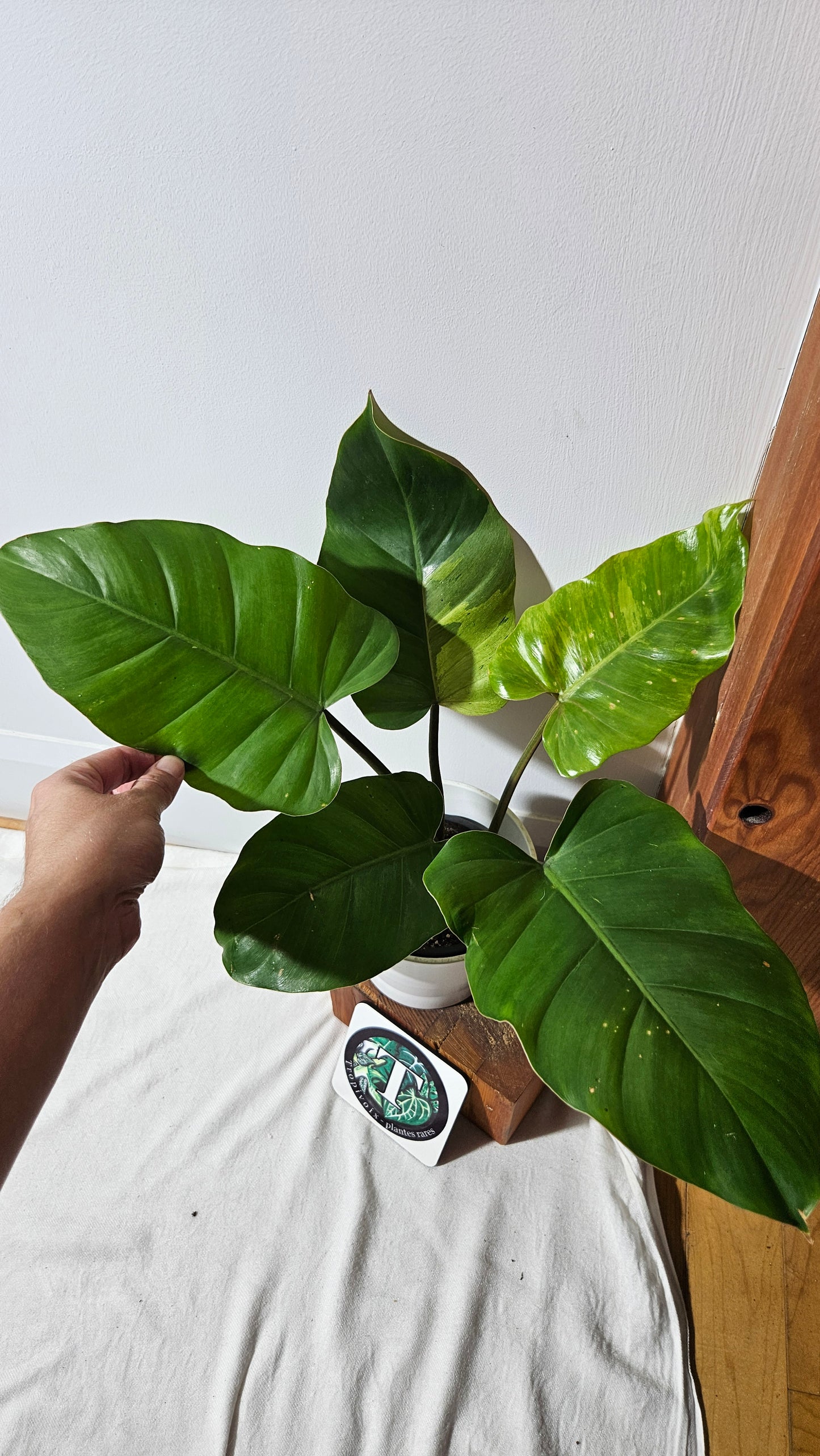 Philodendron Jungle Fever (PHI-822)