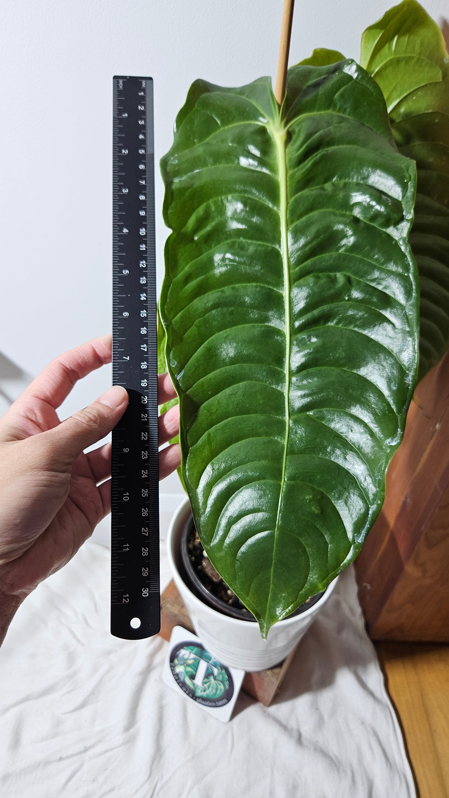 Anthurium Veitchii "format XLARGE" (ANT-132)