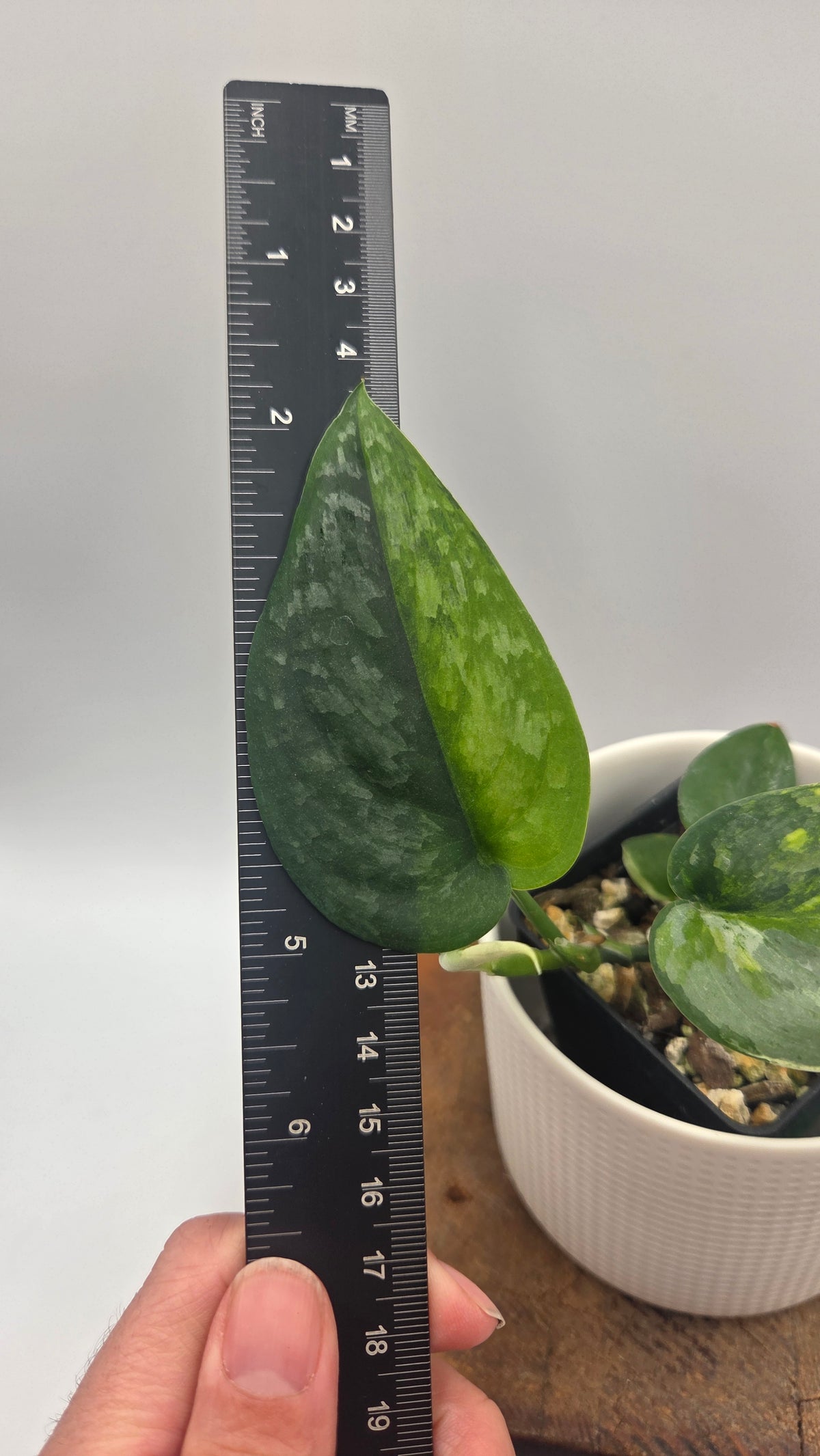 Scindapsus Dark Splash Variegata (SCI-1527)