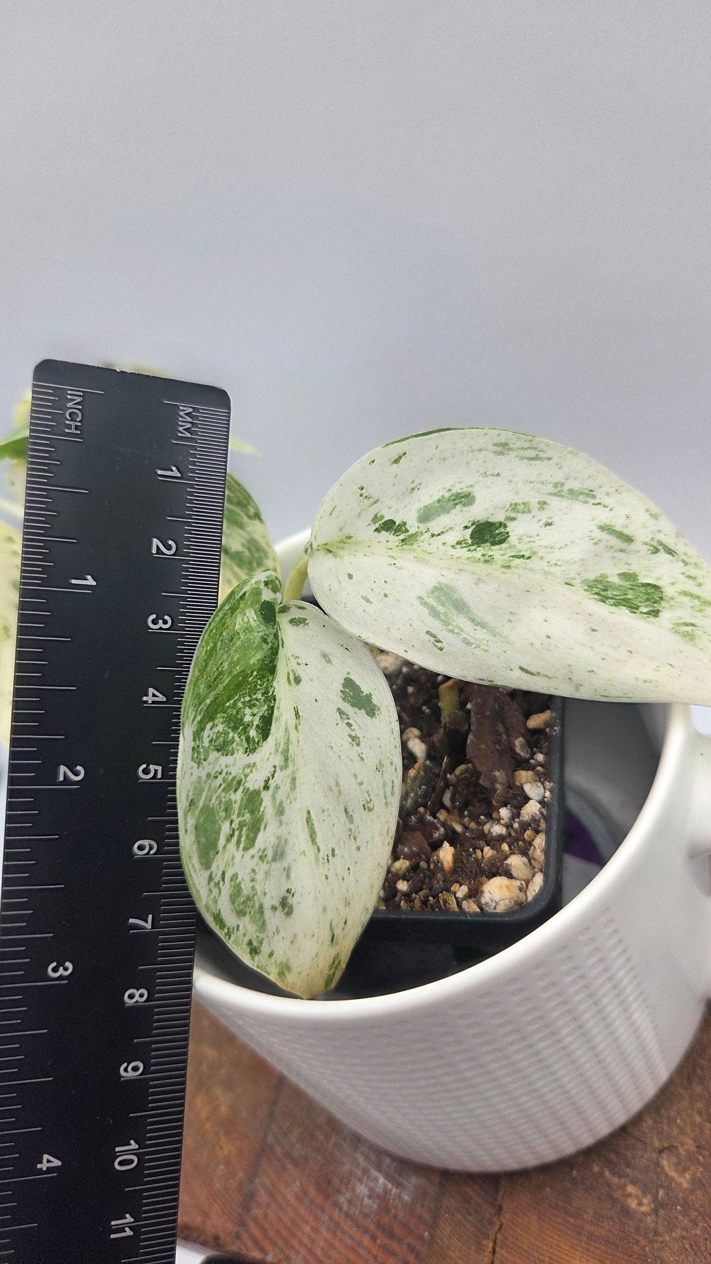 Scindapsus Silver Splash Variegata (SCI-848)