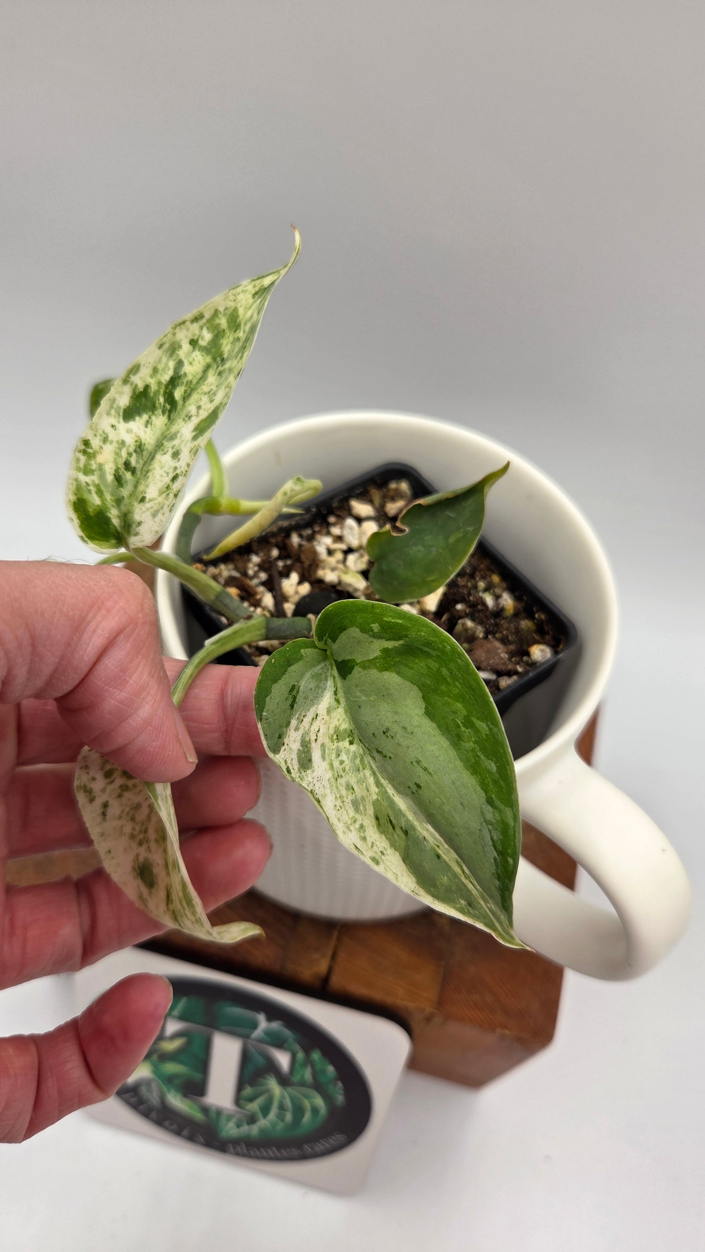 Scindapsus Silver Splash Dark Variegata (SCI-841)