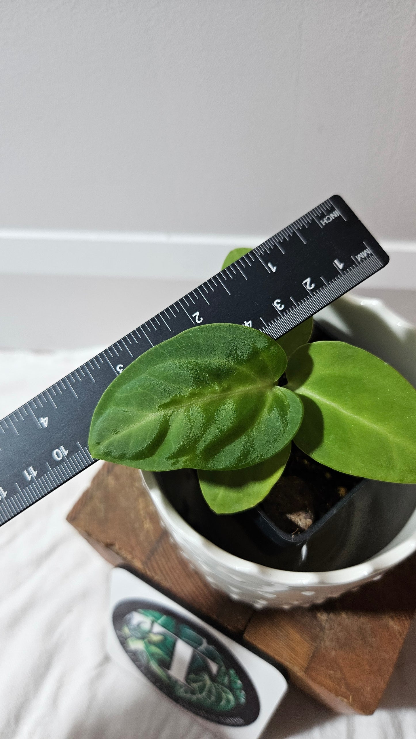 Anthurium Villenaorum X Warocqueanum  "format PETIT"(ANT-615)