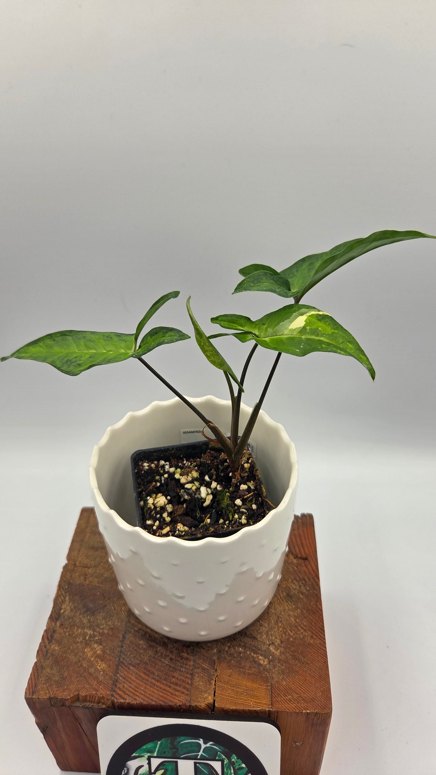 Syngonium Angustatum Albo (SYN-509)