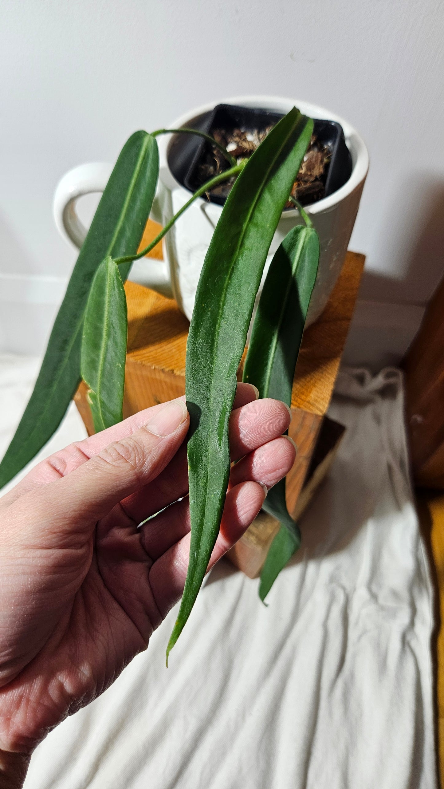 Anthurium Pallidiflorum "format MOYEN/LARGE"(ANT-197)