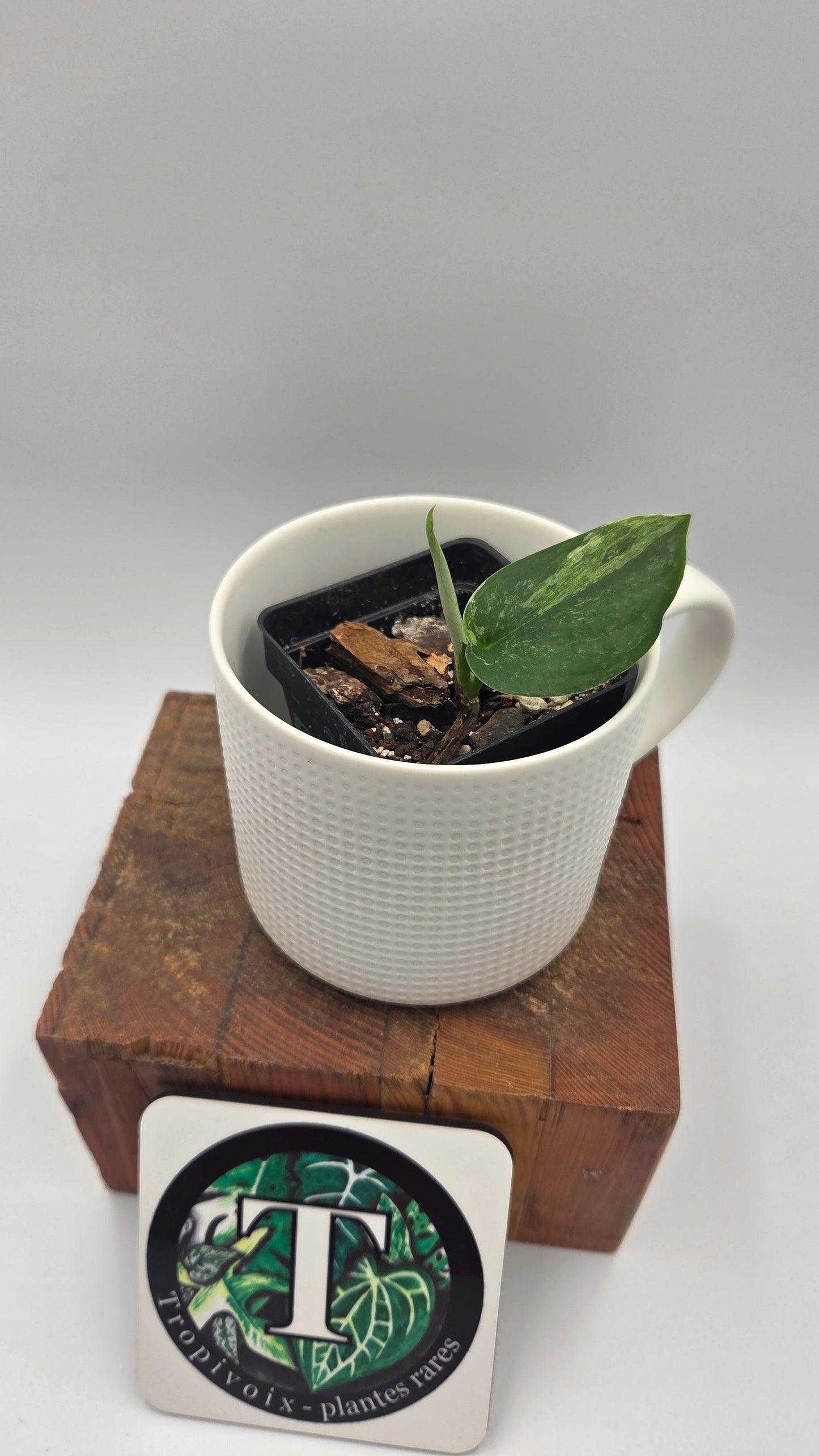 Scindapsus Dark Splash Variegata (SCI-641)