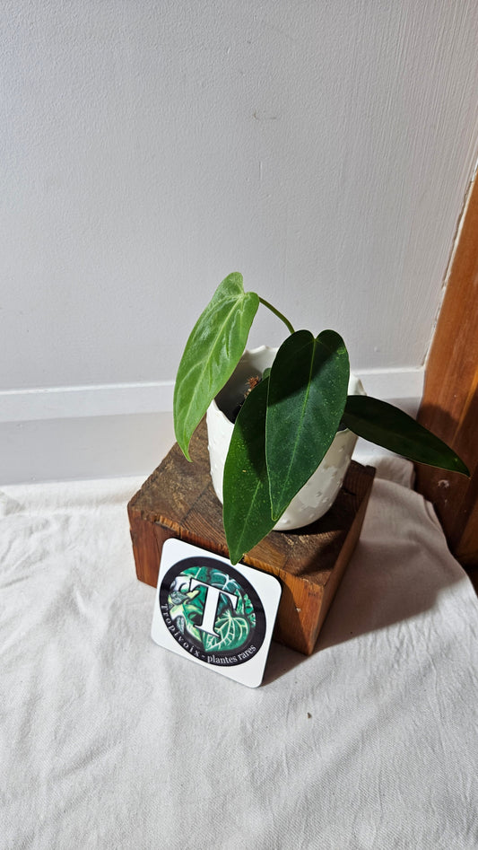 Anthurium Cirinoi X Forgetti "format MOYEN"(ANT-434)
