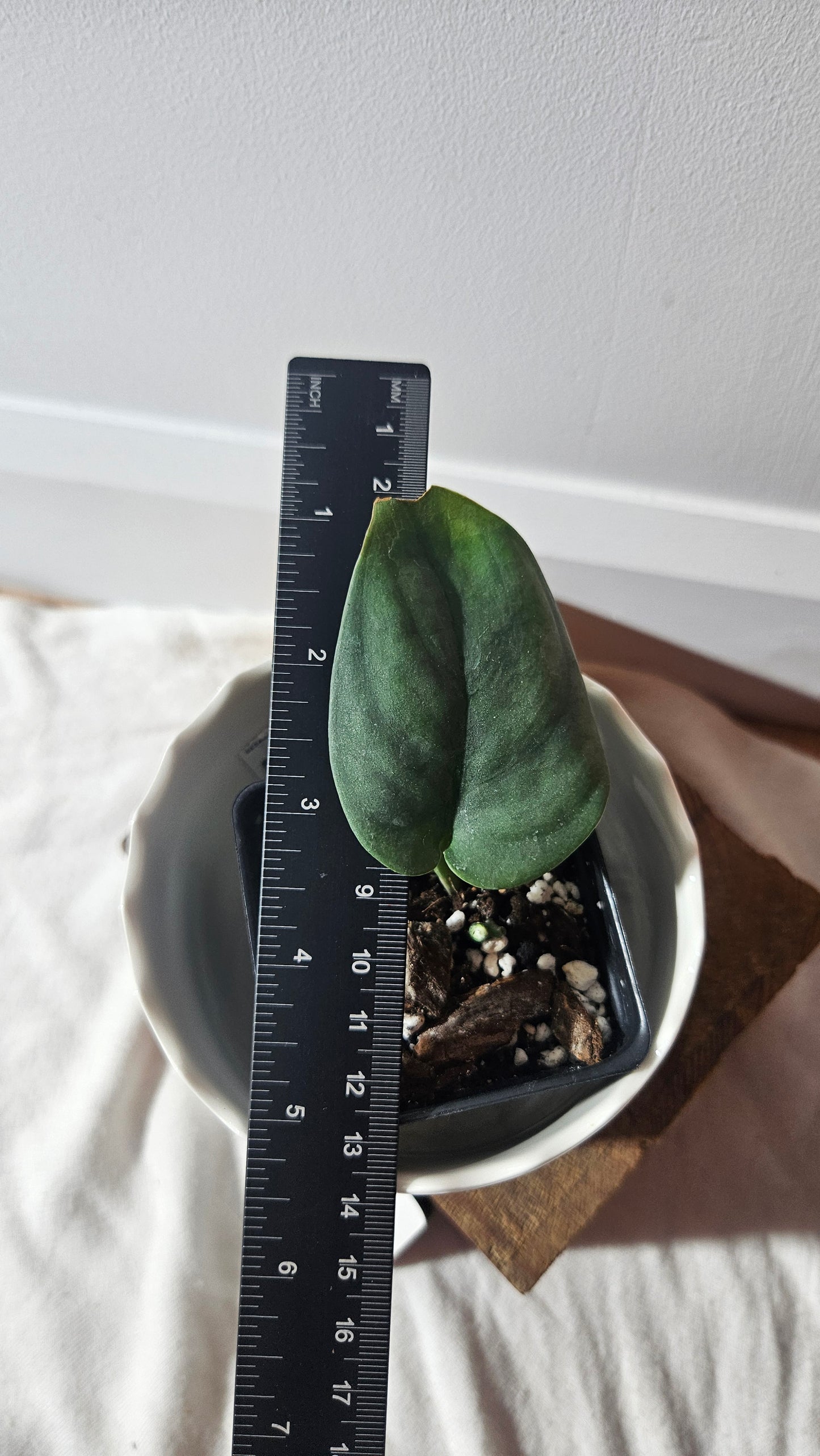 Scindapsus Dark Splash (SCI-936)
