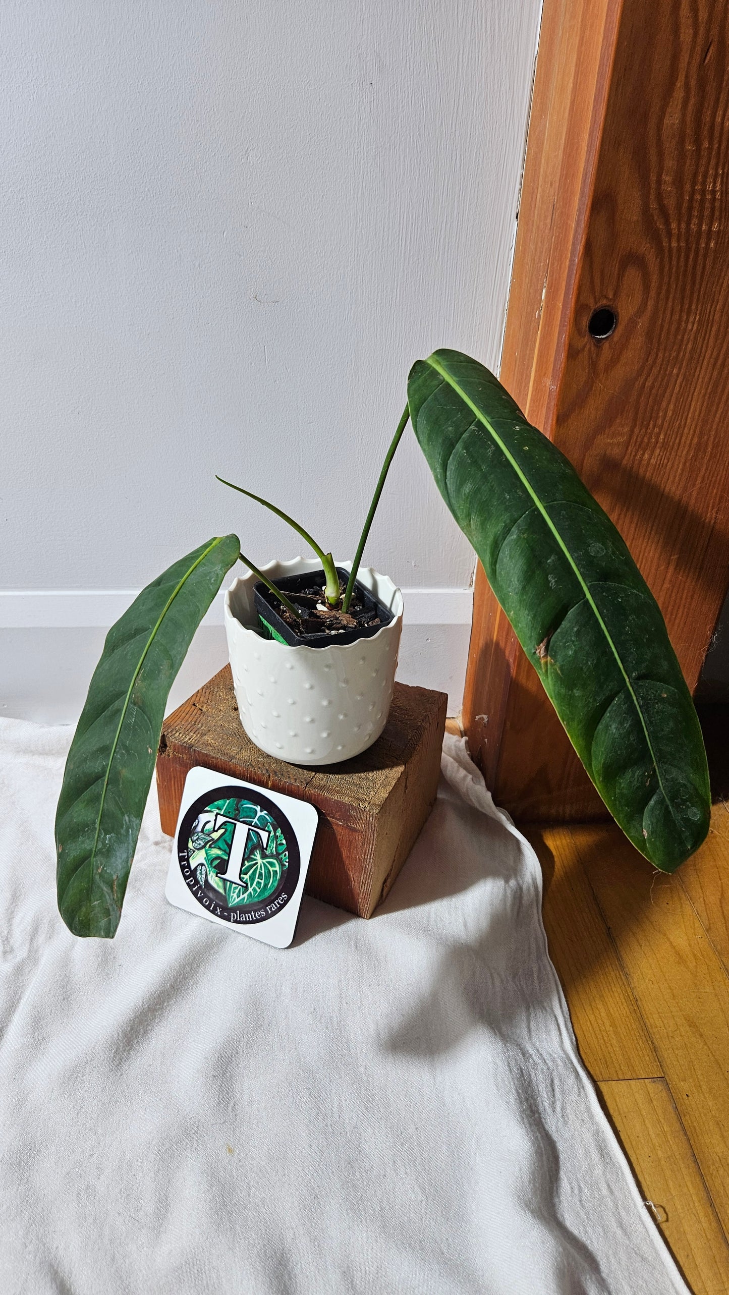 Philodendron Patriciae Black (PHI-920)