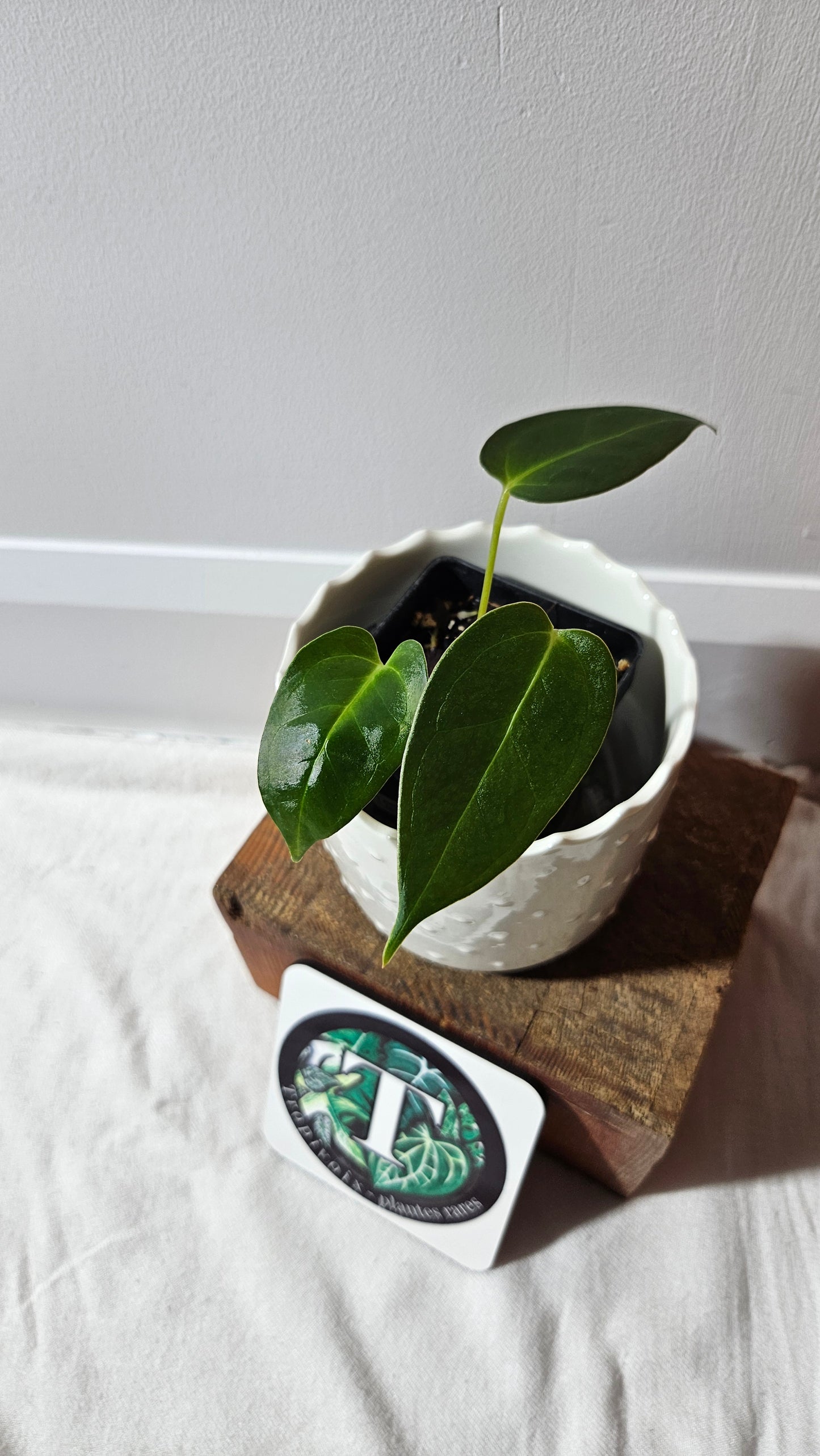 Anthurium Silver Blush X Subsignatum "format PETIT" (ANT-549)