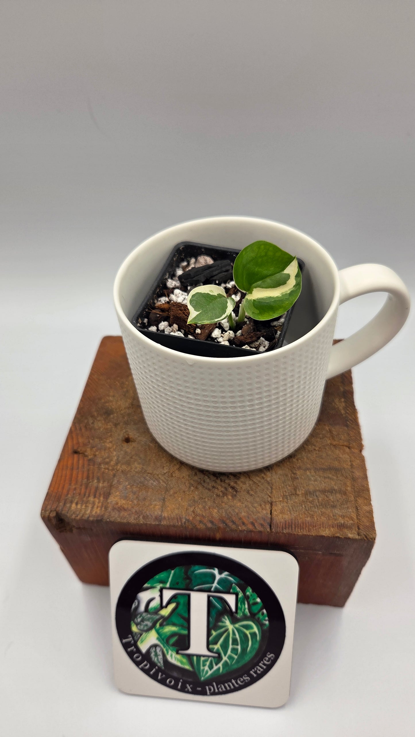 Epipremnum Aureum Glacier (EPI-239)