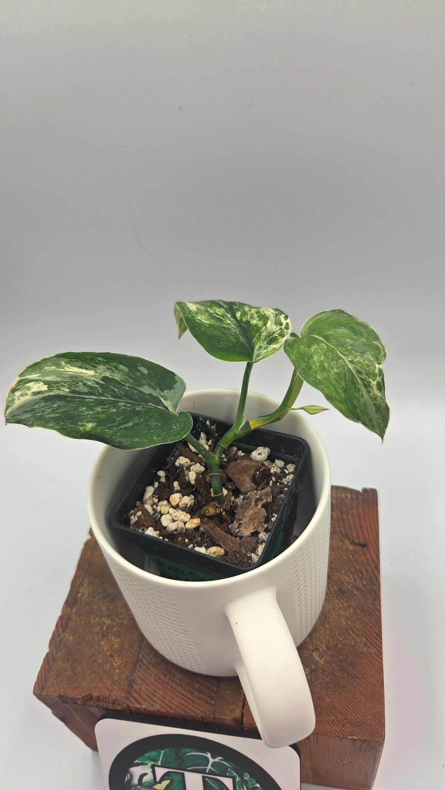 Scindapsus Exotica Salaka Tricolore (SCI-1048)