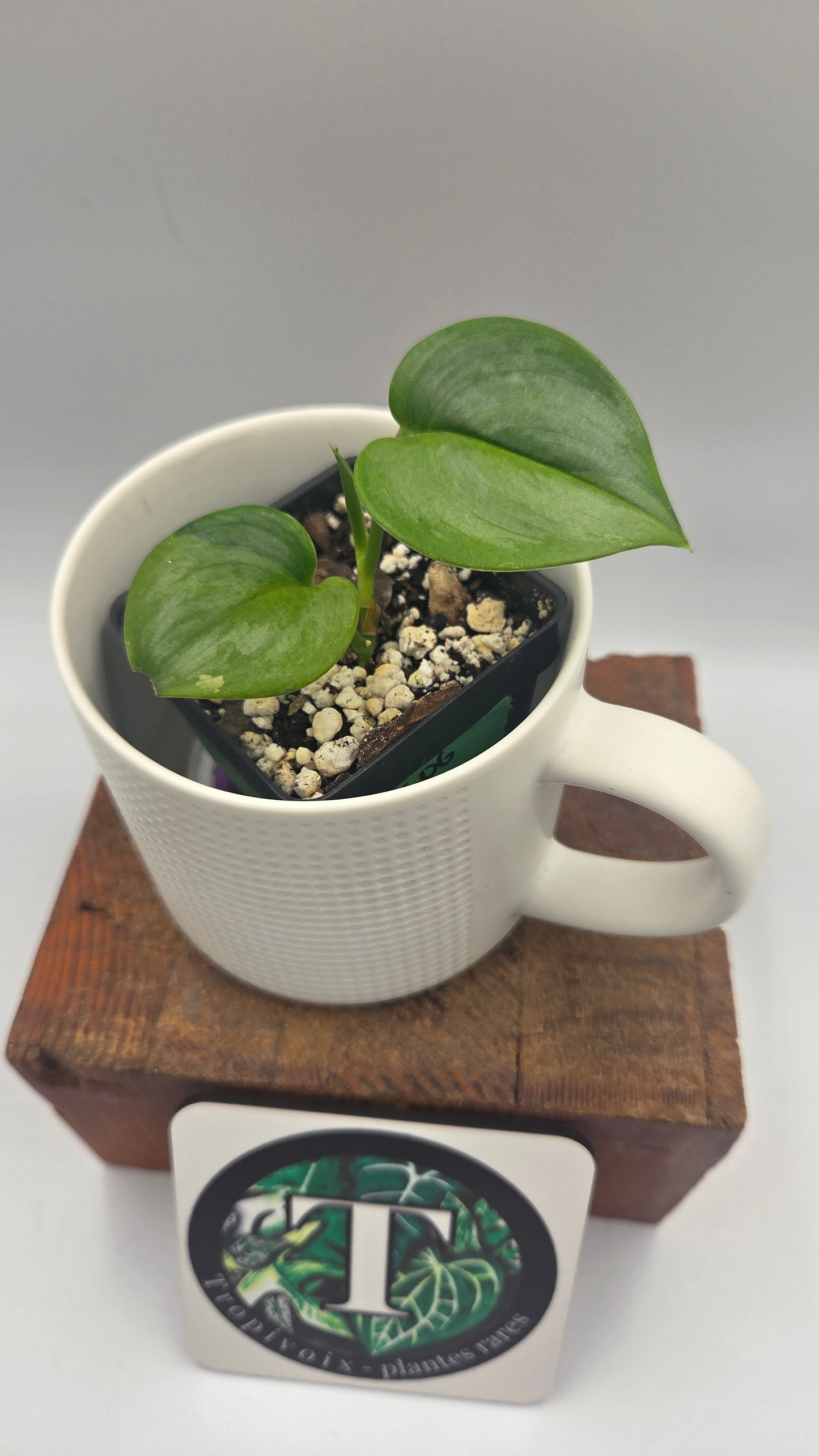Scindapsus Treubii Bornéo "Green on green" (SCI-1469)