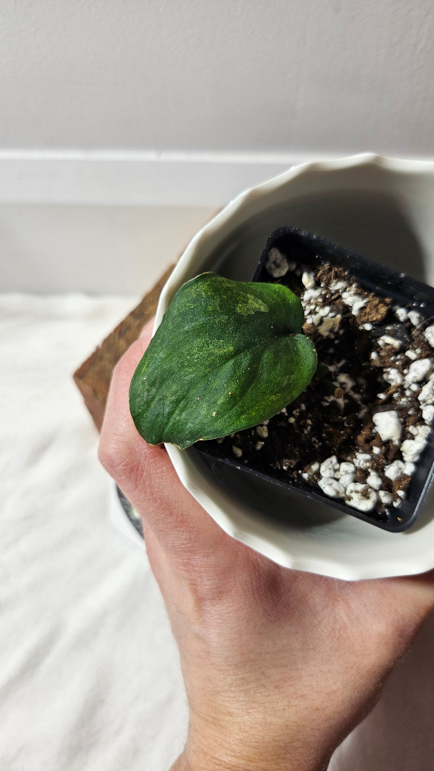 Scindapsus Silver Splash "Green on Green" (SCI-738)