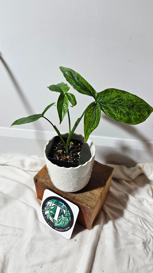 Syngonium Mojito (SYN-257)