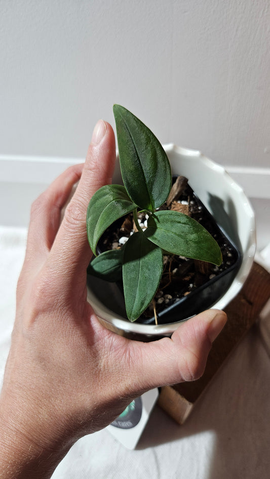 Monstera Obliqua Aff Black (MON-444)