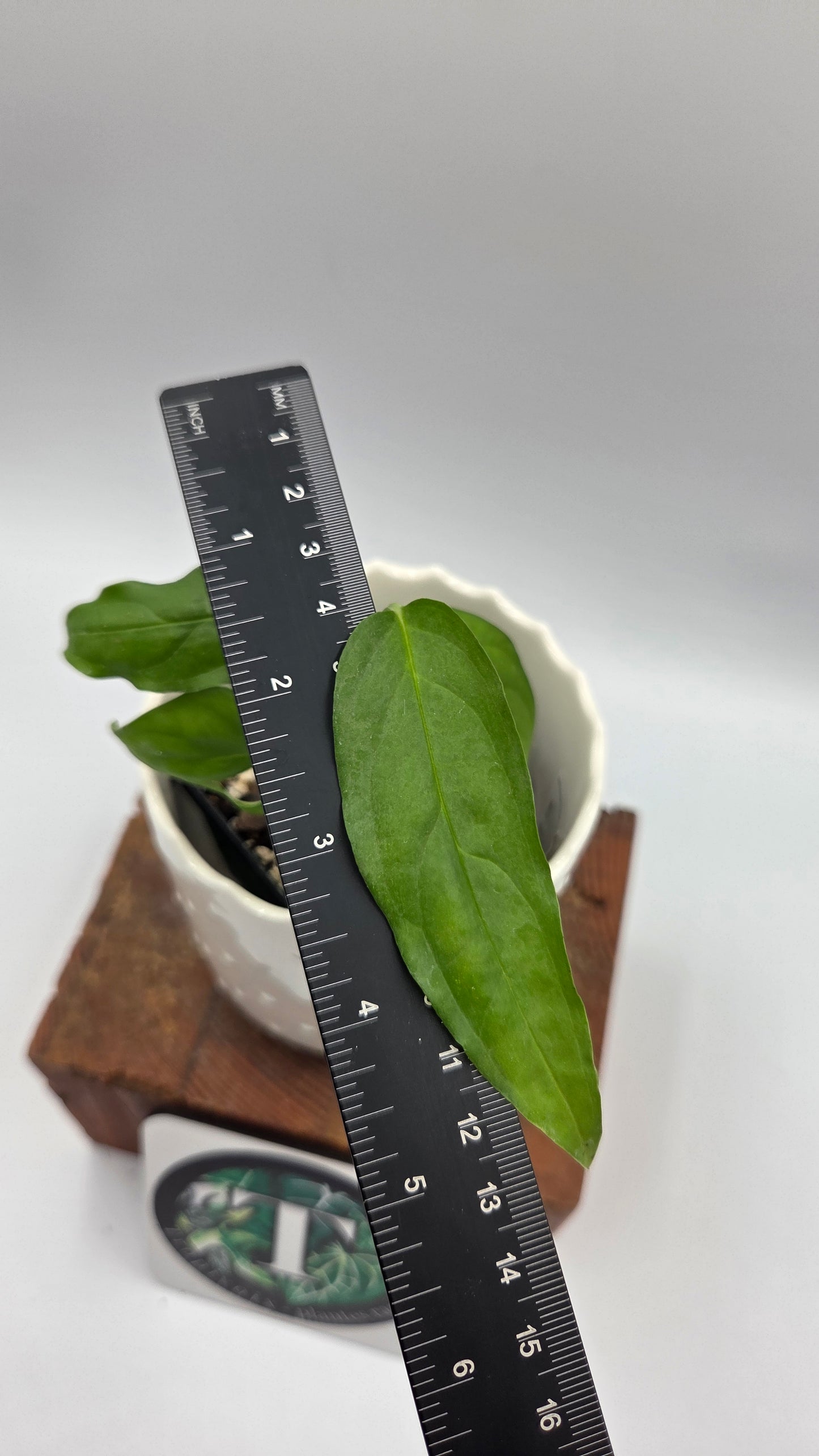 Monstera Obliqua Aff Amazonas (MON-558)