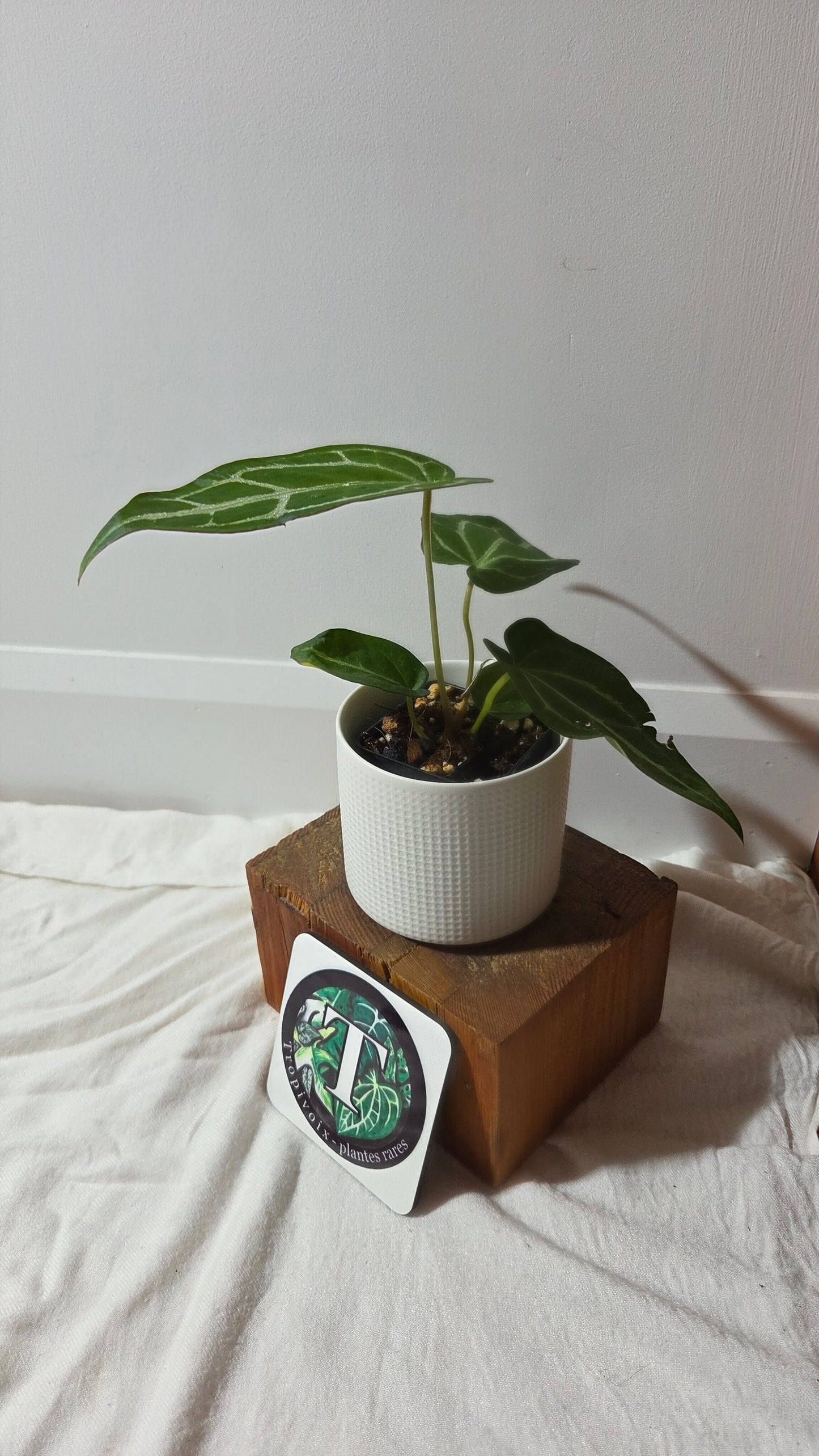 Anthurium Crystallinum Chocolate X Michelle "format MOYEN" (ANT-672)