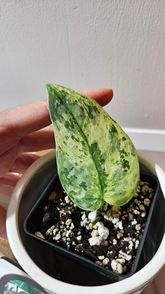 Scindapsus Argyraeus Permata (SCI-1103)