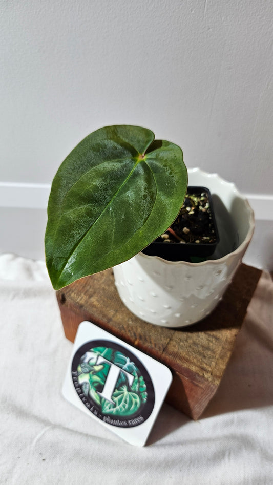Anthurium  Papillilaminum (d'équateur) "format PETIT" (ANT-504)