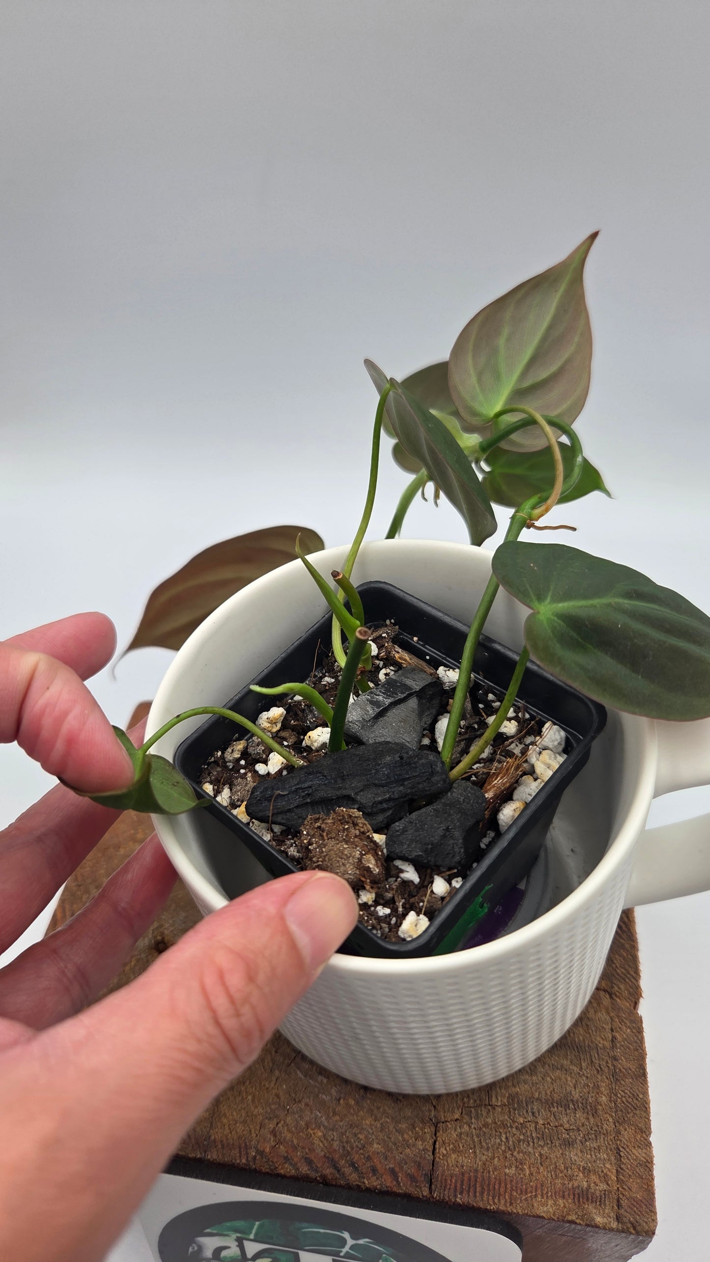 Philodendron Mican (PHI-1049)