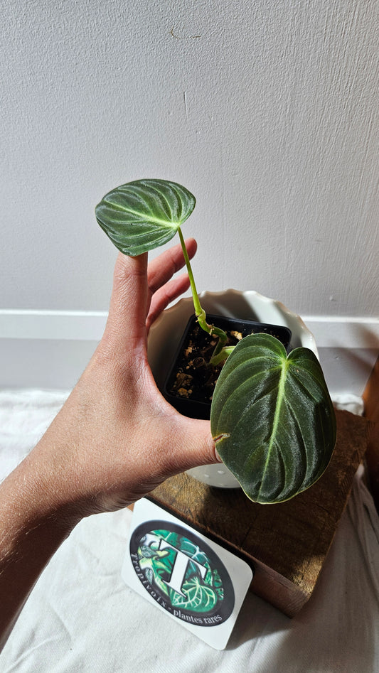 Philodendron Melanochrysum (PHI-862)