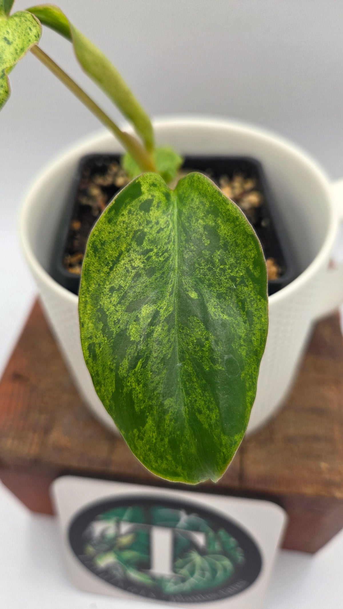 Philodendron BurleMarx Variegata  X Paraiso Verde (PHI-1088)