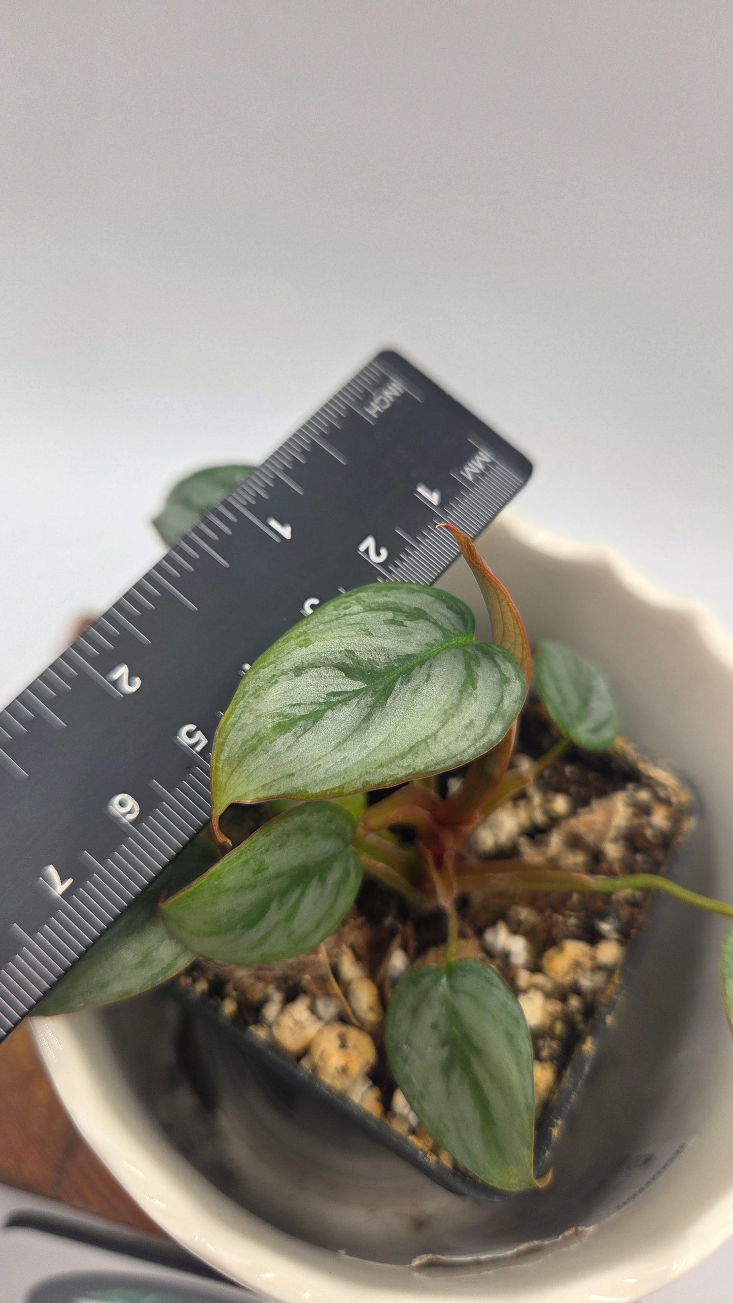 Philodendron Sodiroi (PHI-1040)