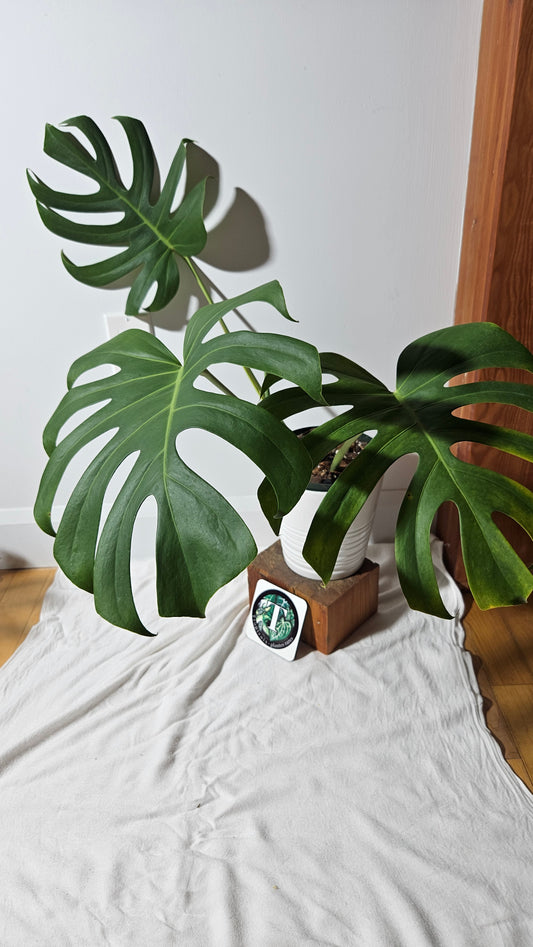 Monstera Brazilian Form (MON-451)