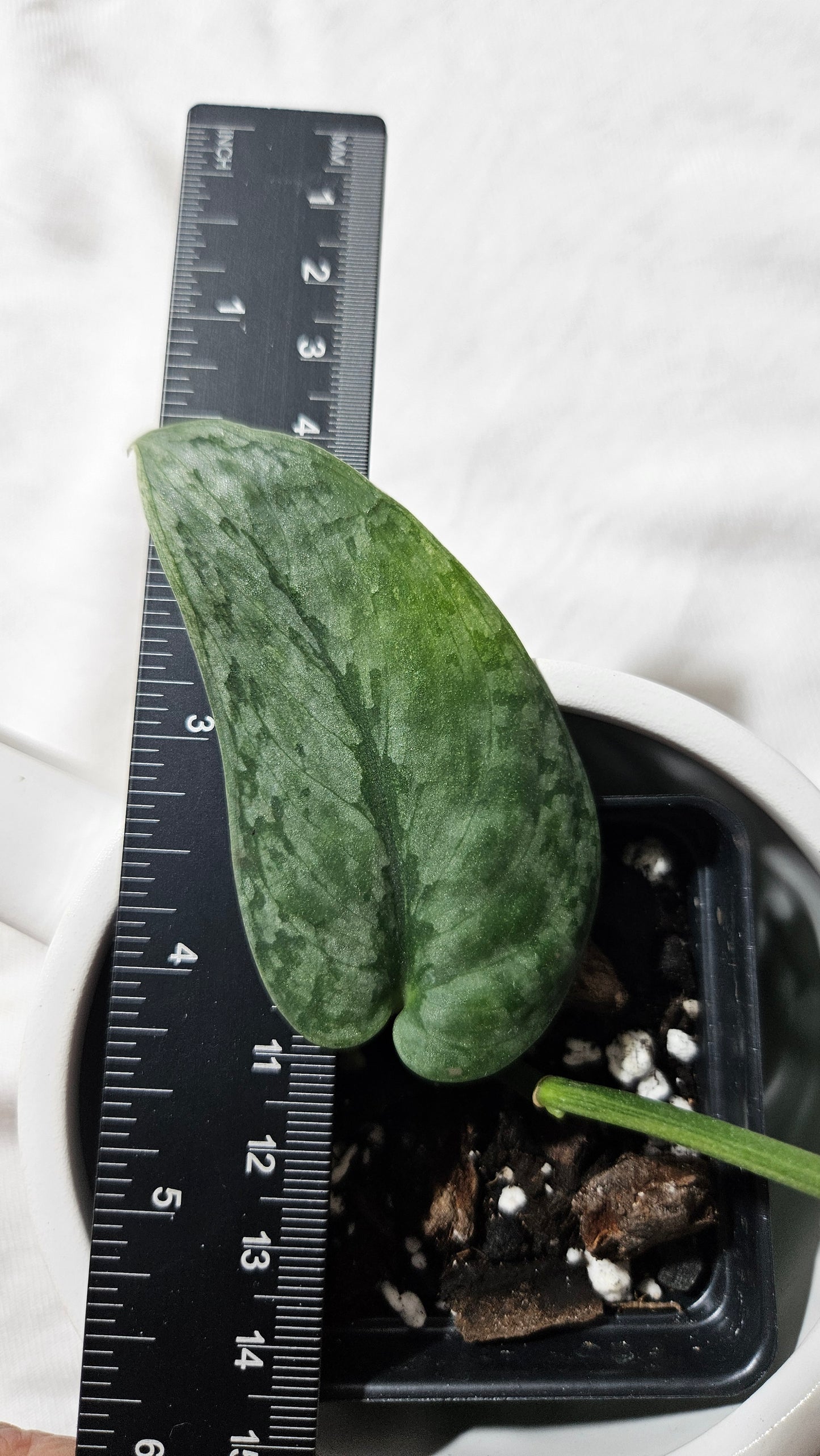 Scindapsus Halimoon (SCI-1105)