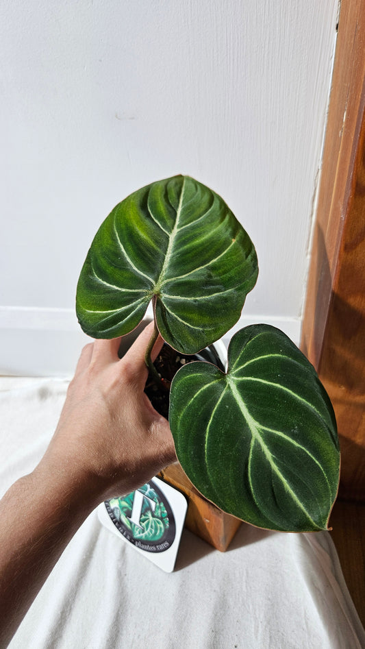 Philodendron Gloriosum Dark (PHI-832)