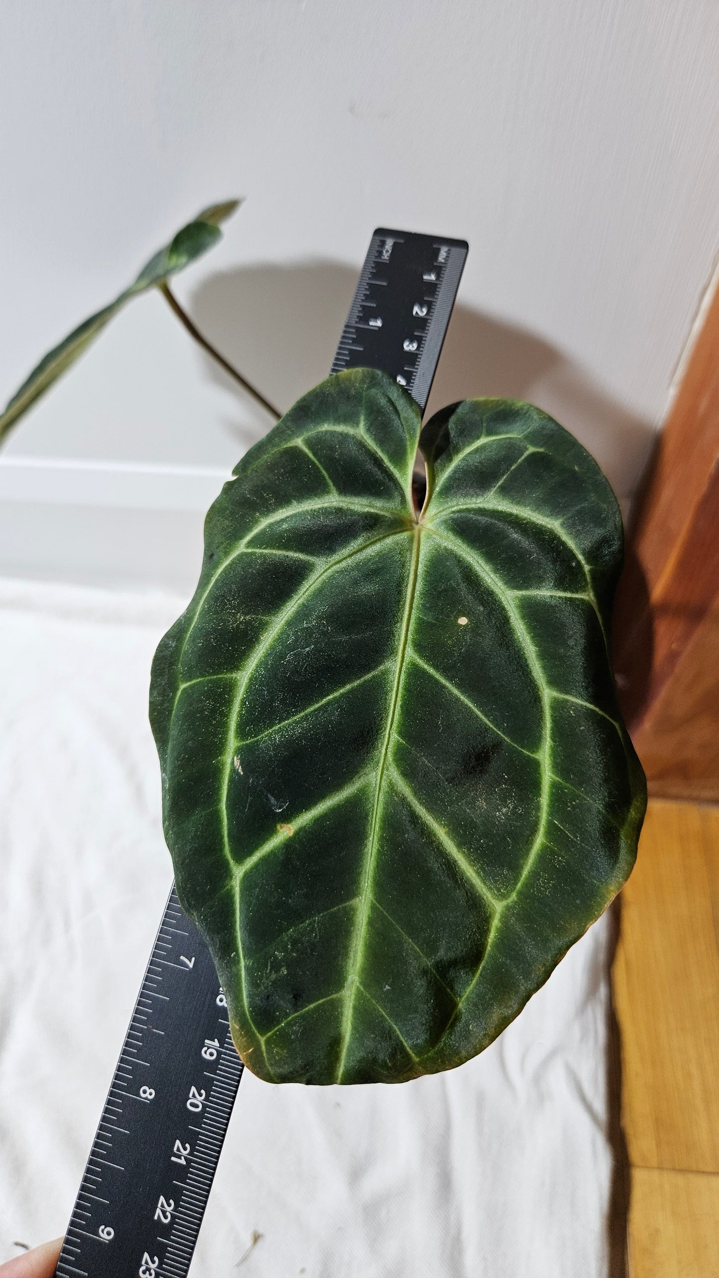 Anthurium Besseae Aff Super Round "MEDIUM Format" (ANT-207)