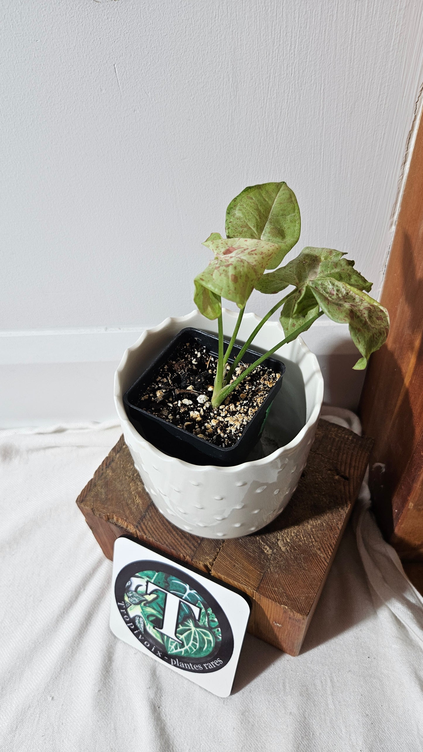 Syngonium Milk Confetti (SYN-454)