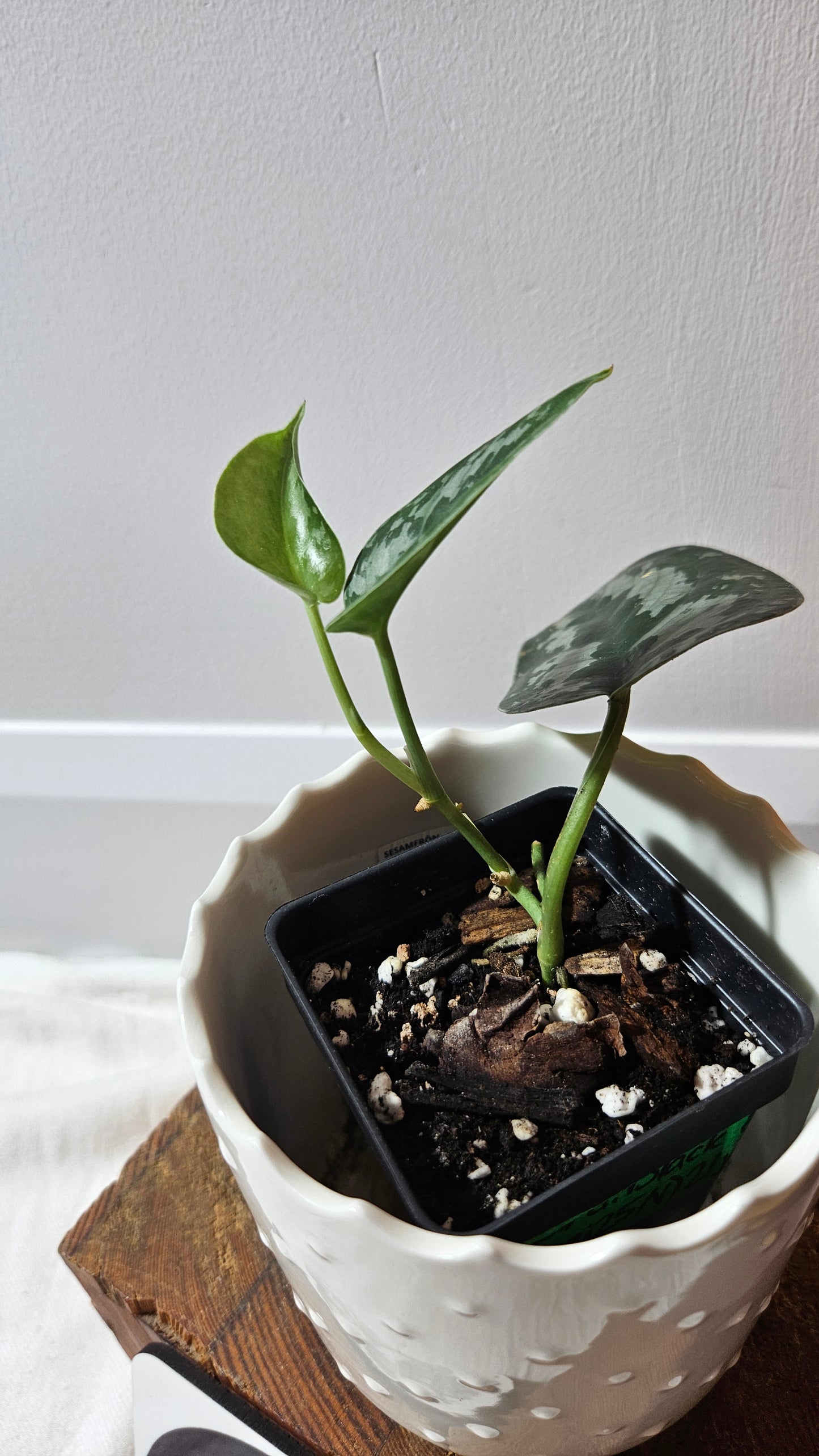 Scindapsus Black Exotica (SCI-1333)